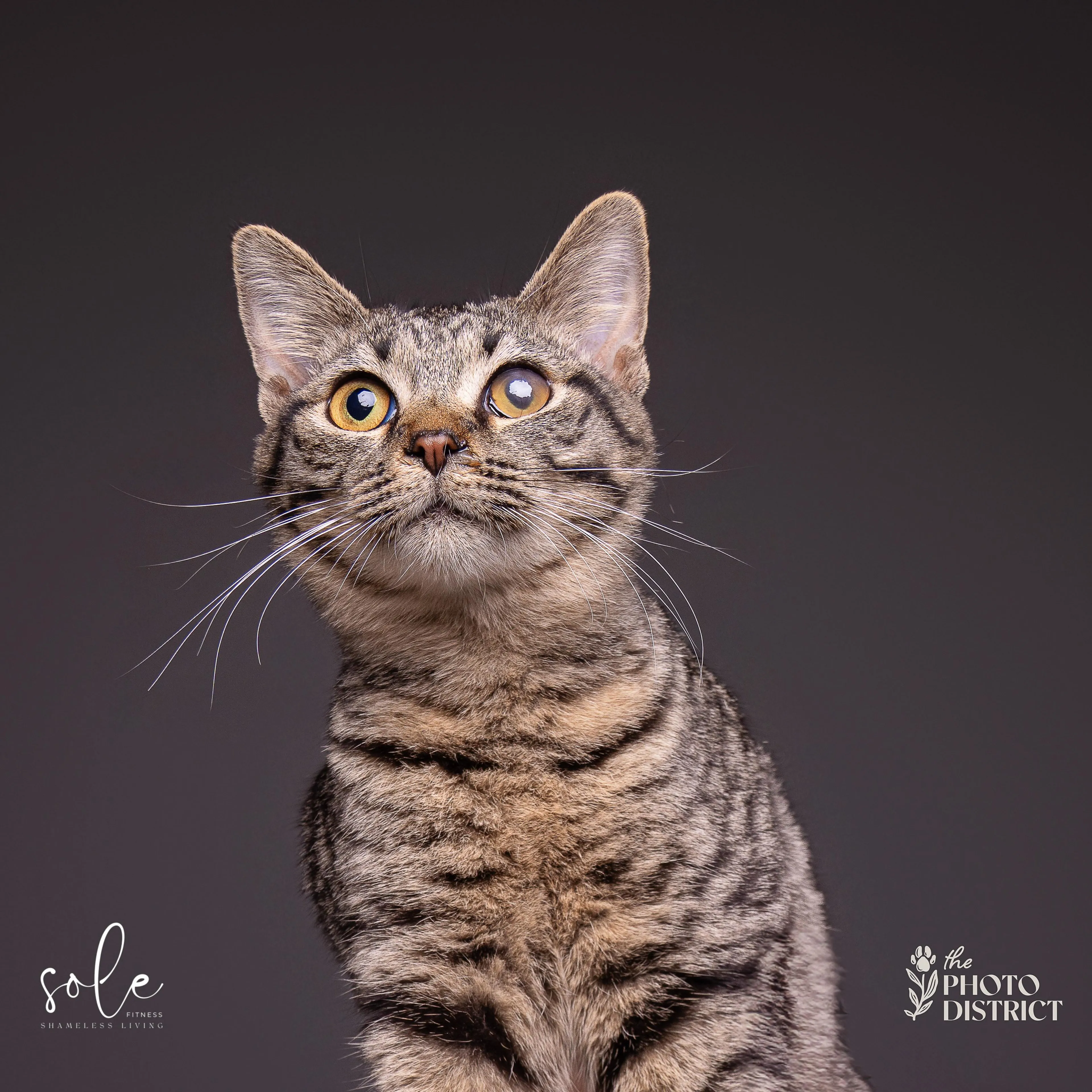 Found pet-5