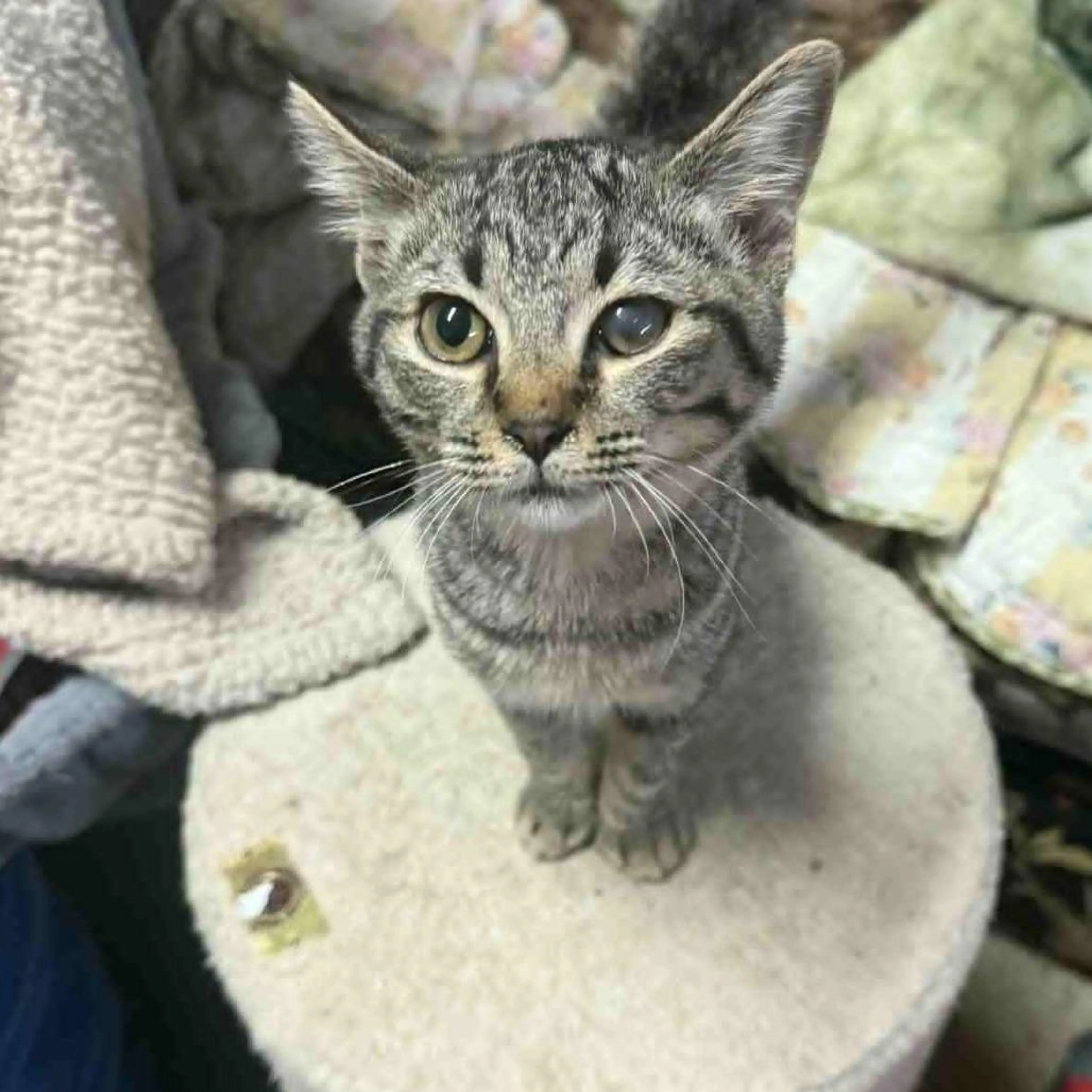 Found pet-0