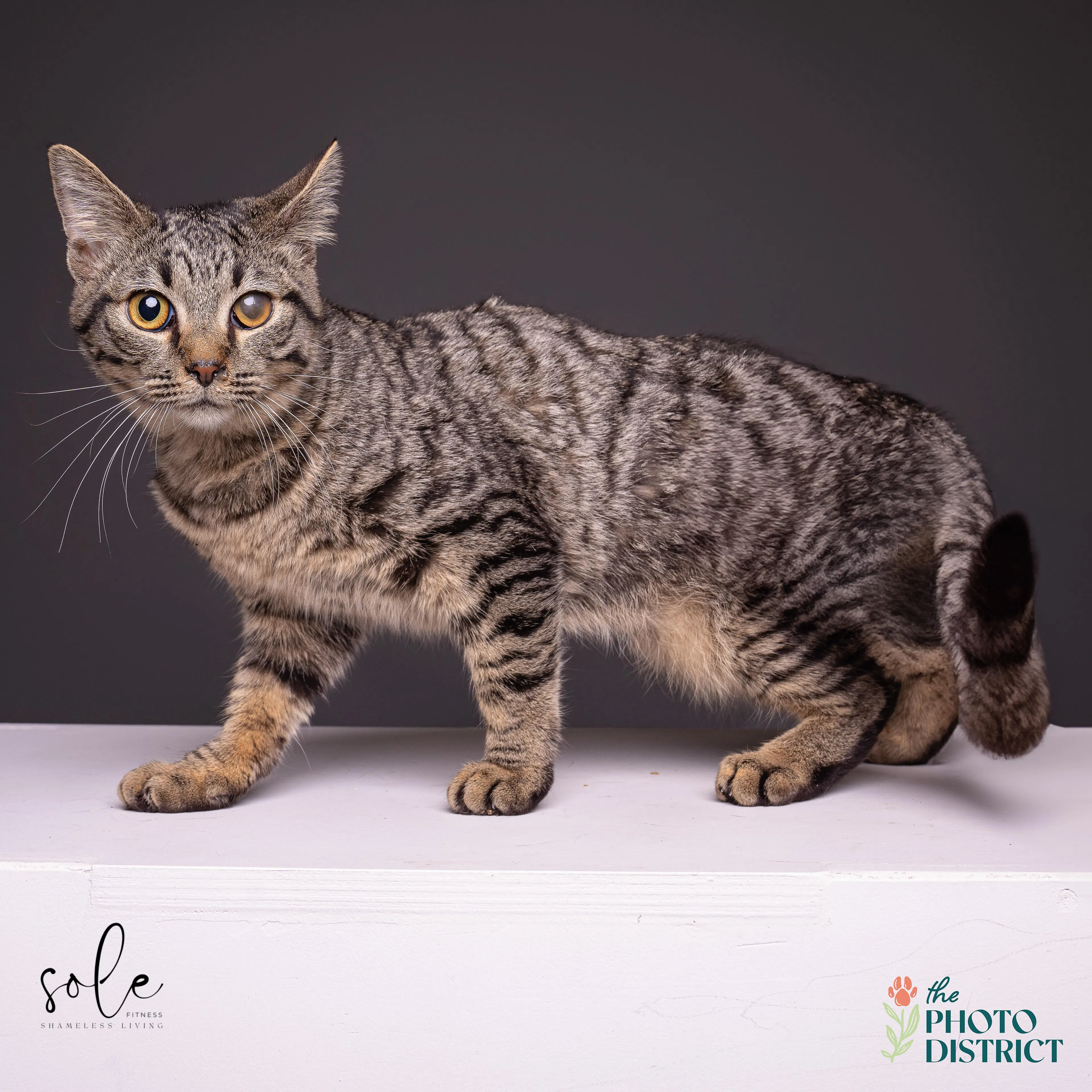 Found pet-1