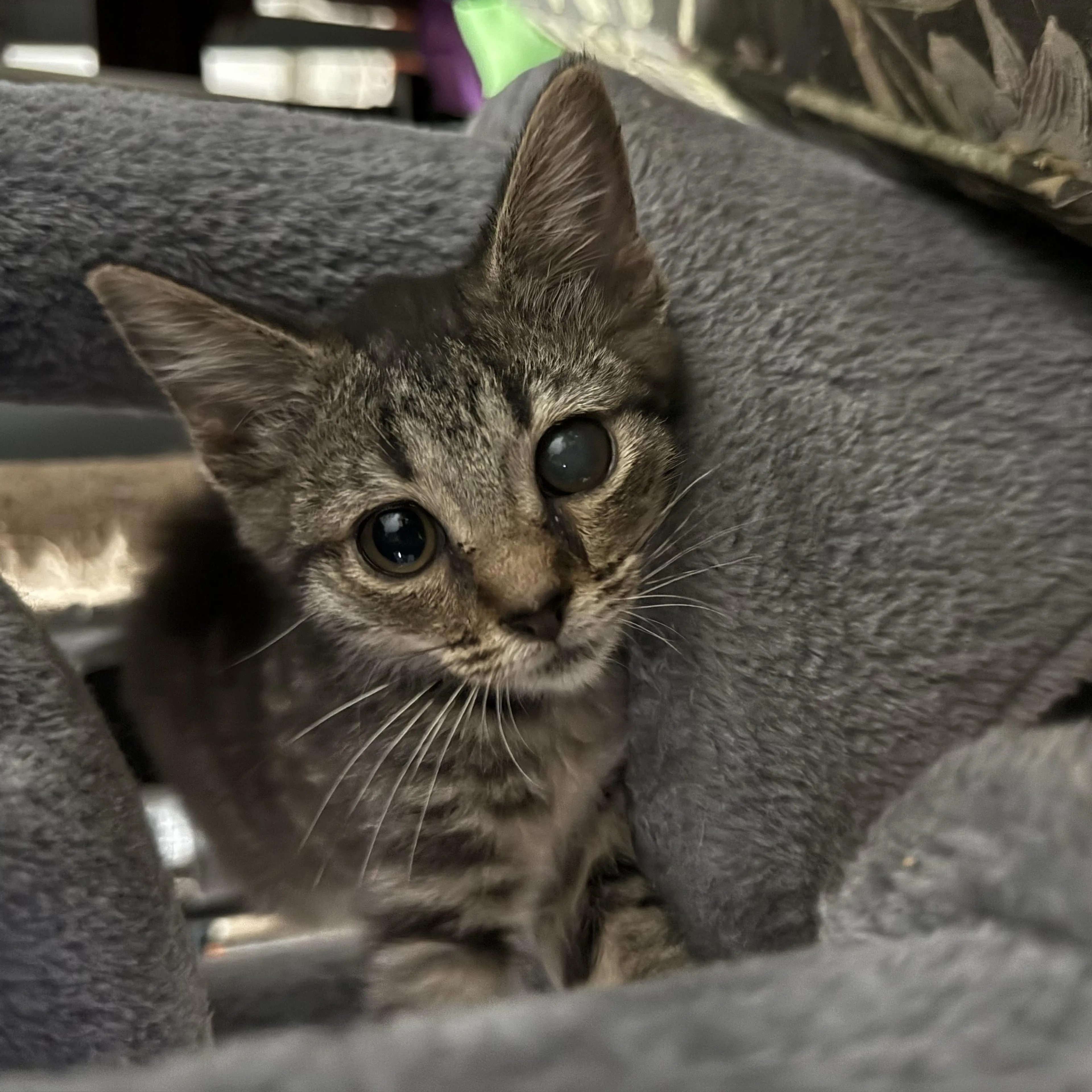 Found pet-4