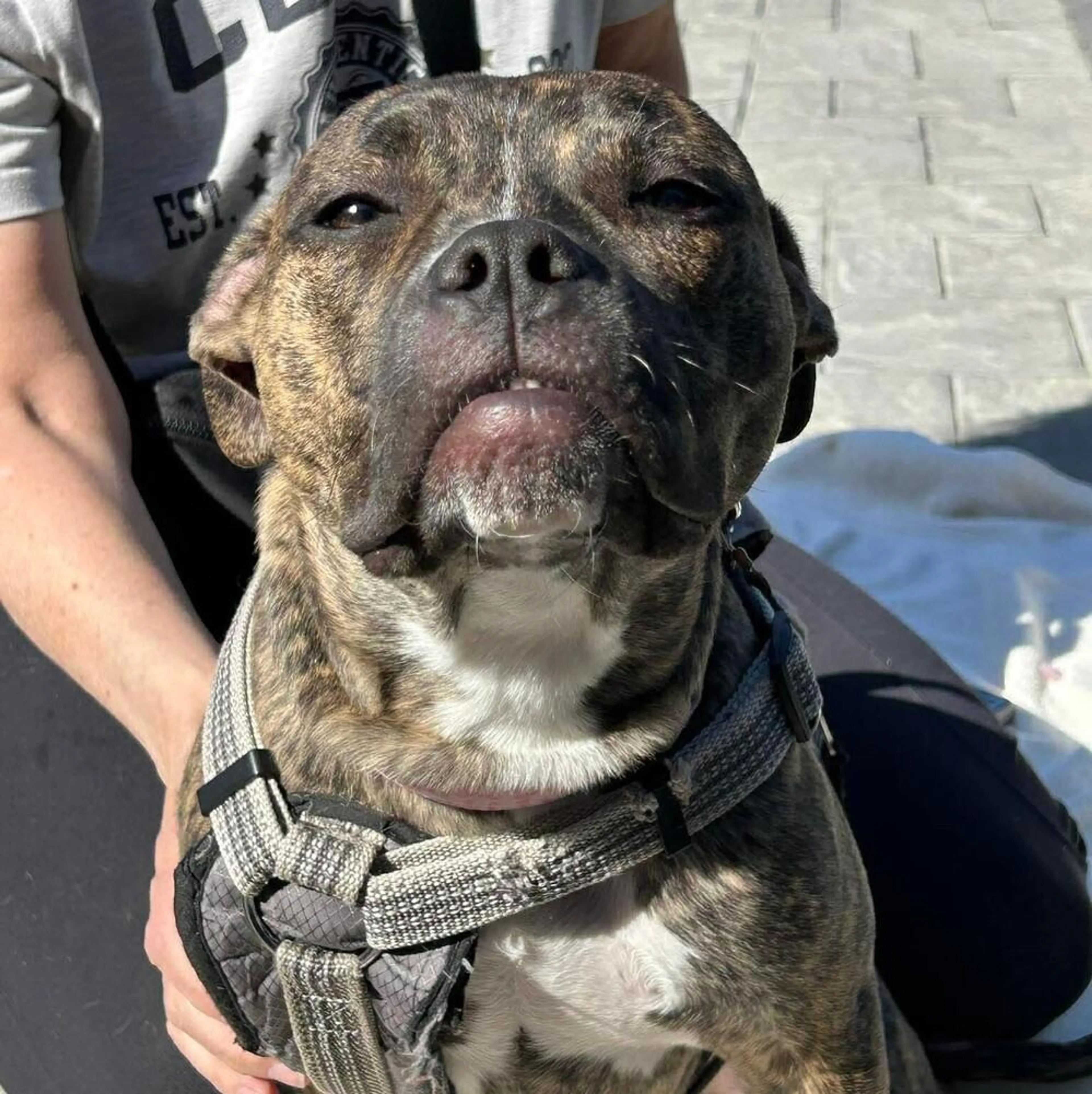 Found pet-2
