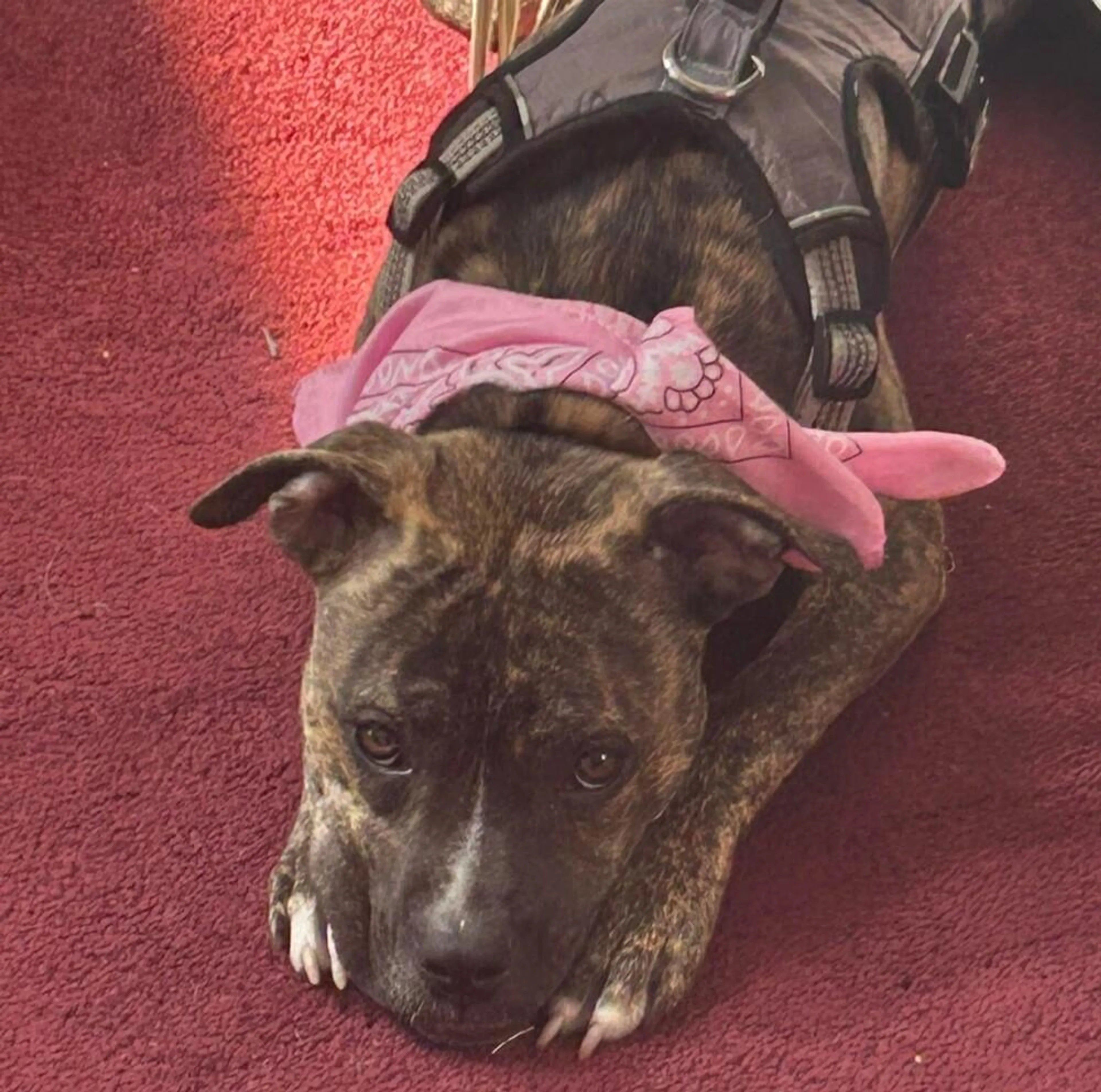 Found pet-1