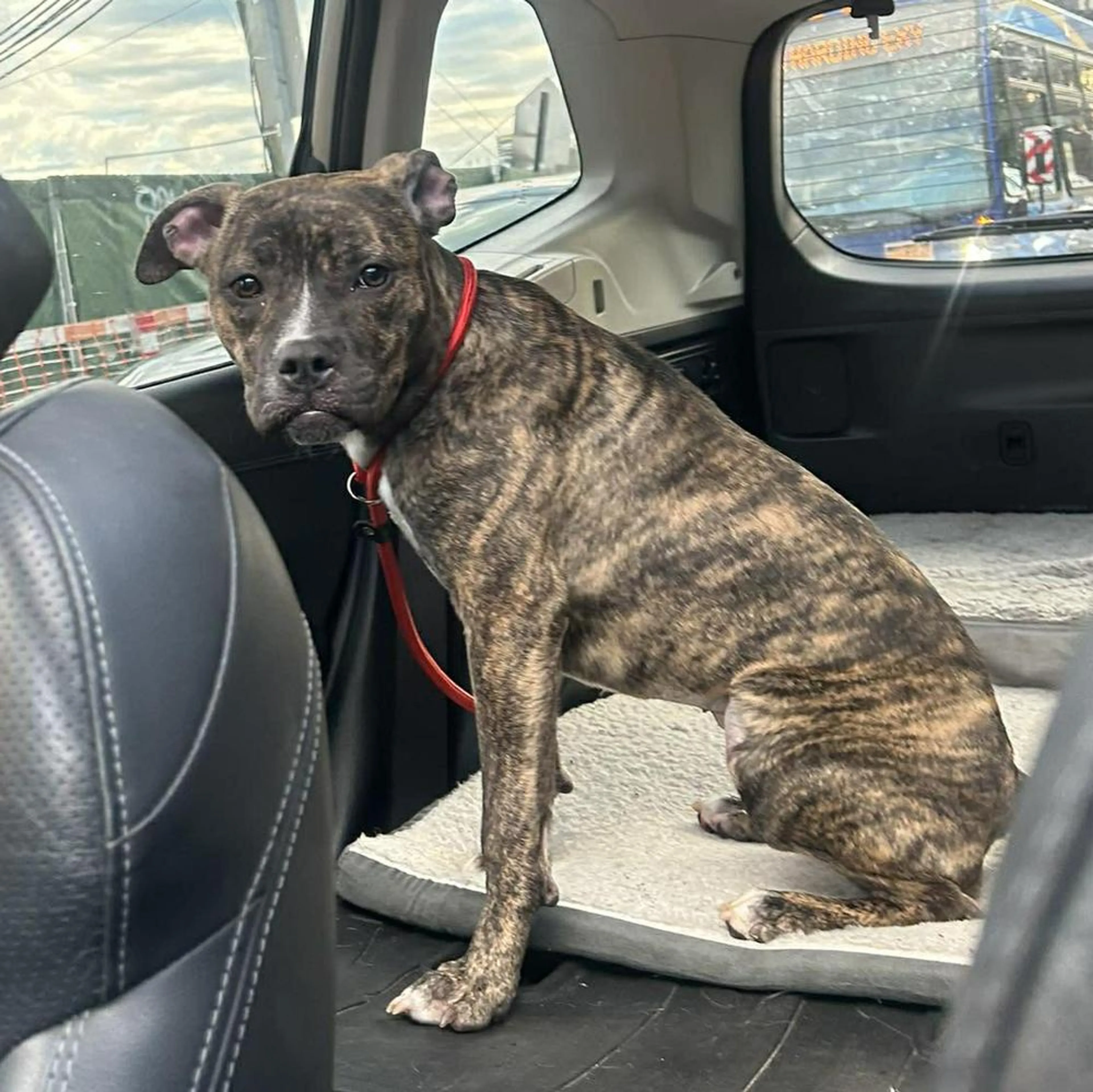 Found pet-3
