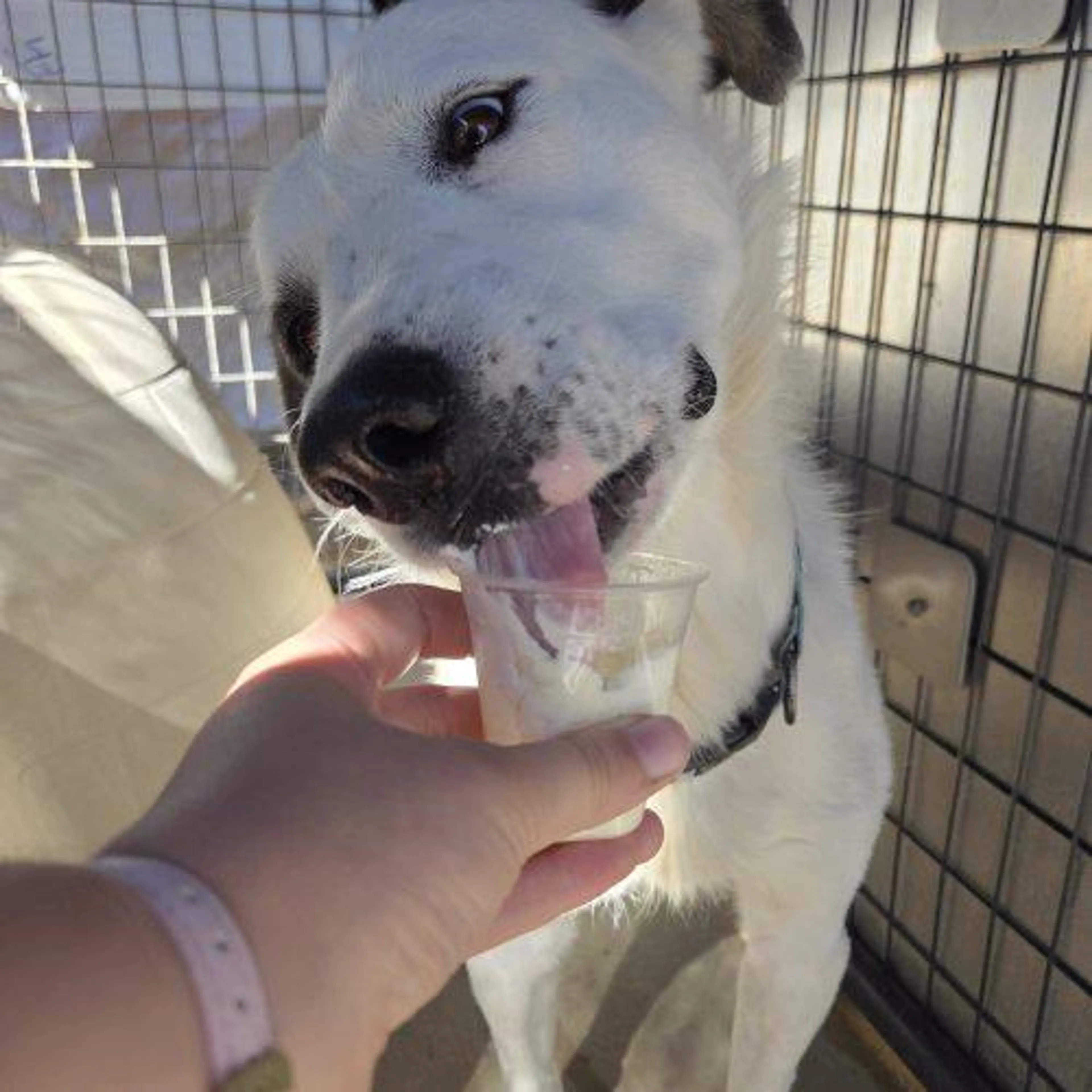 Found pet-3