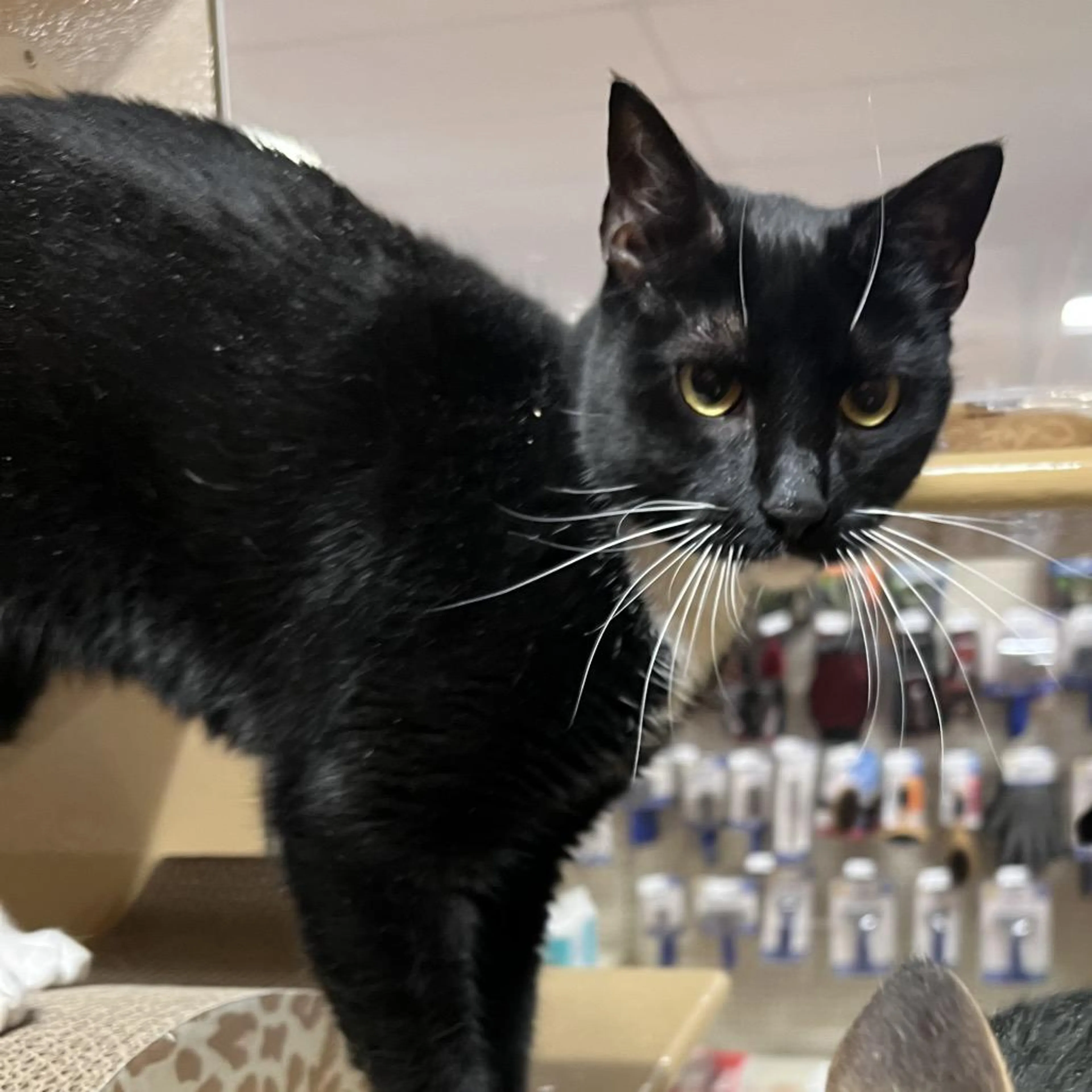 Found pet-0