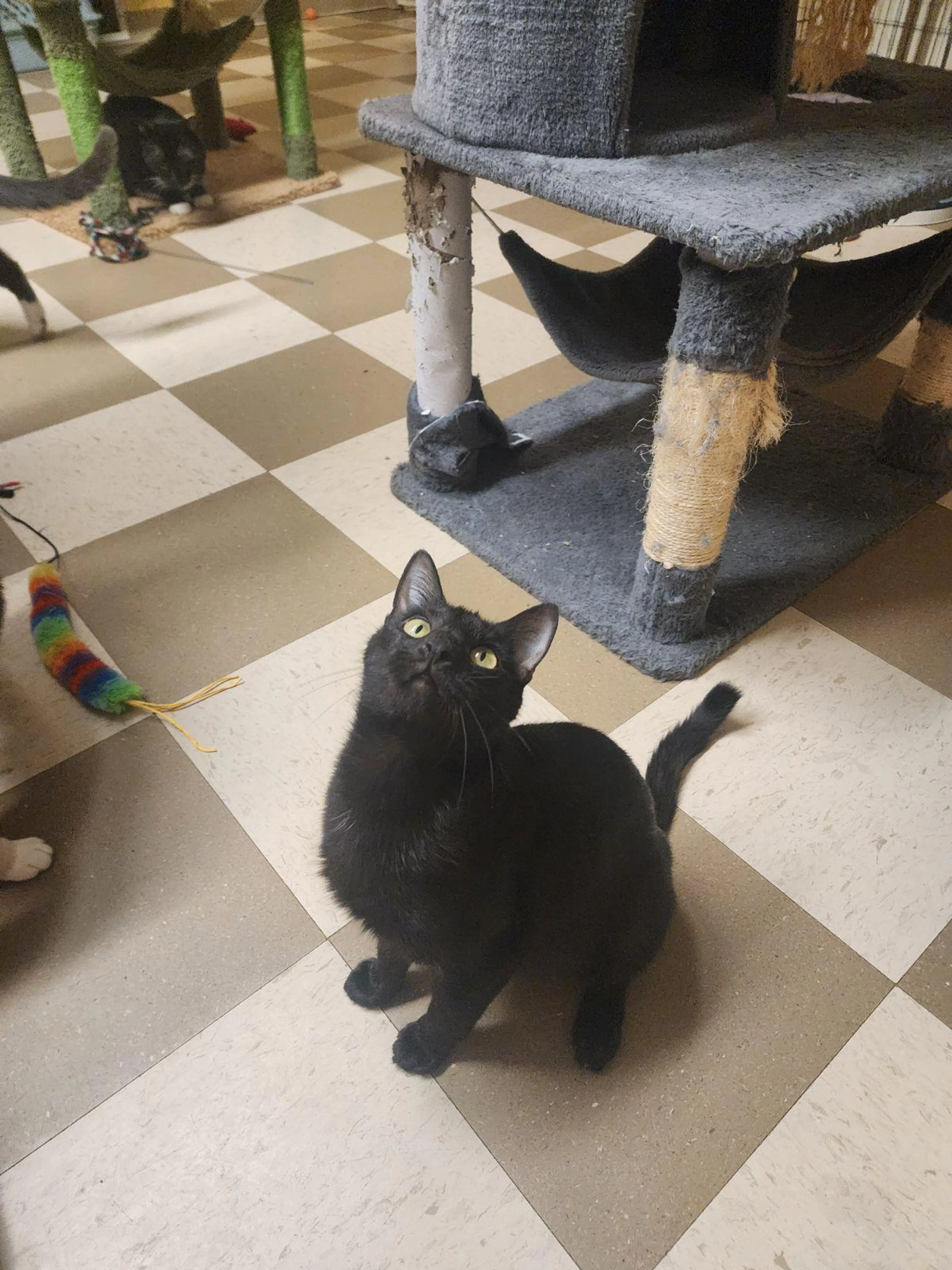 Found pet-0