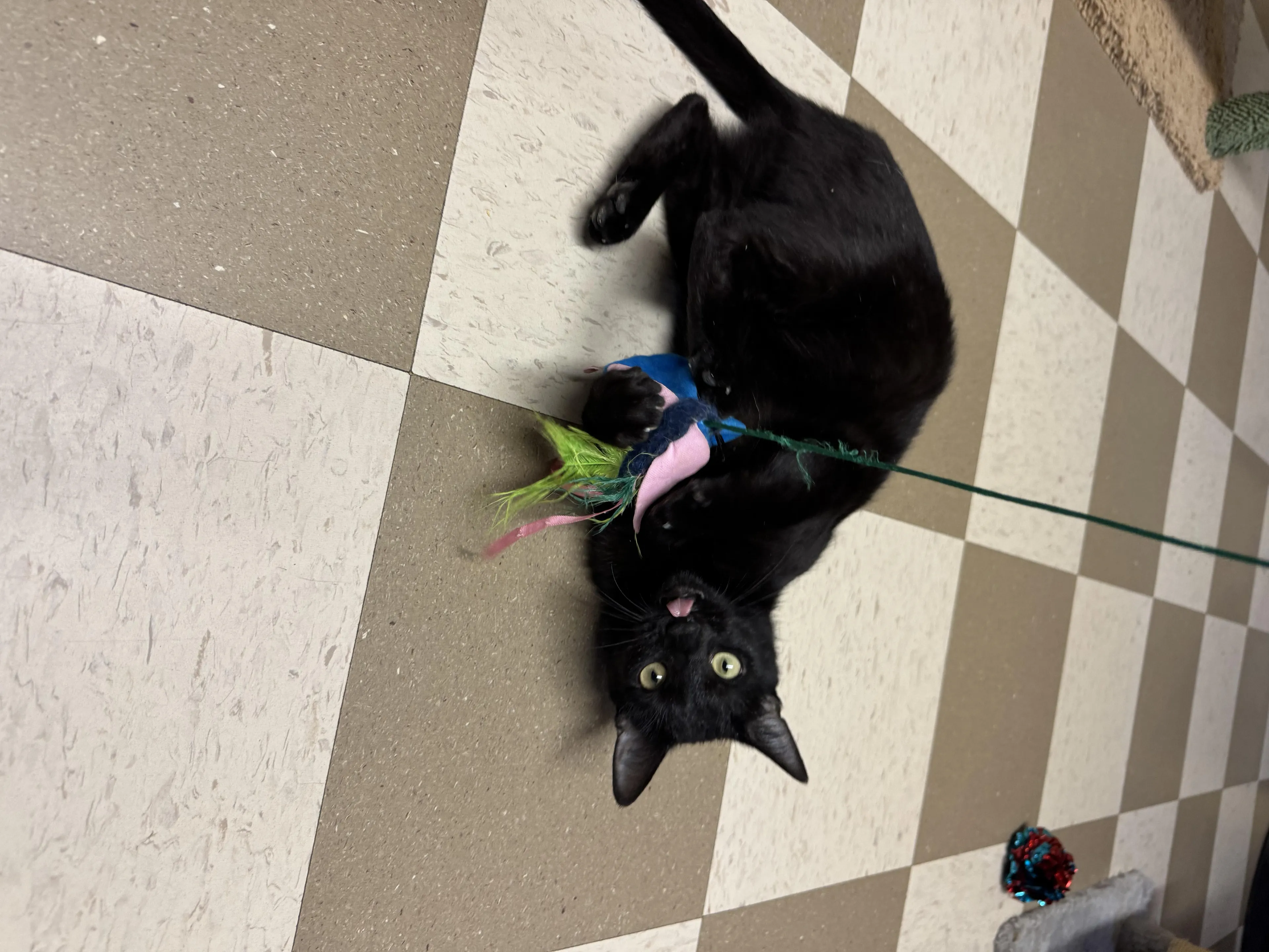 Found pet-1