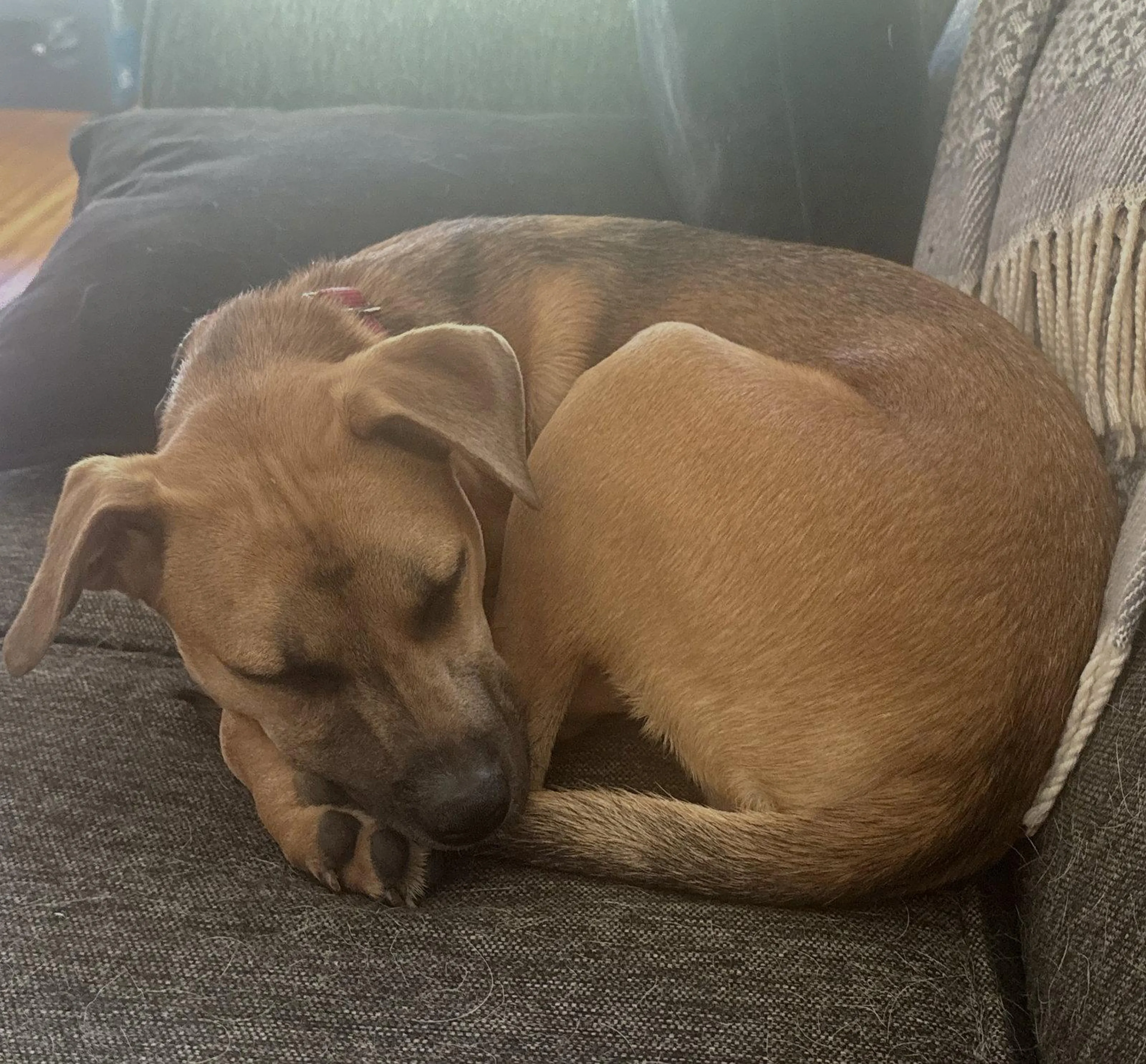 Found pet-1