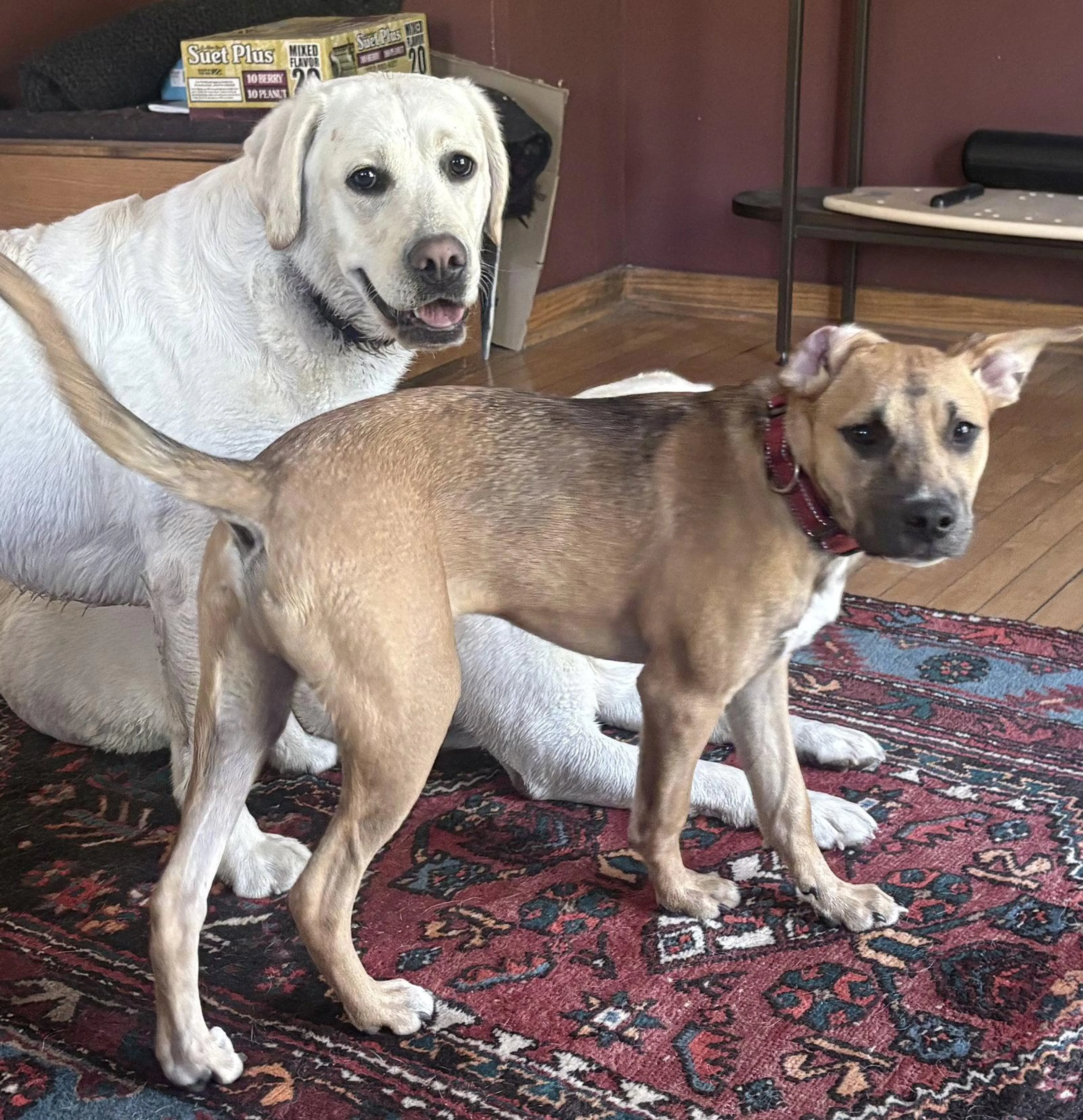 Found pet-2