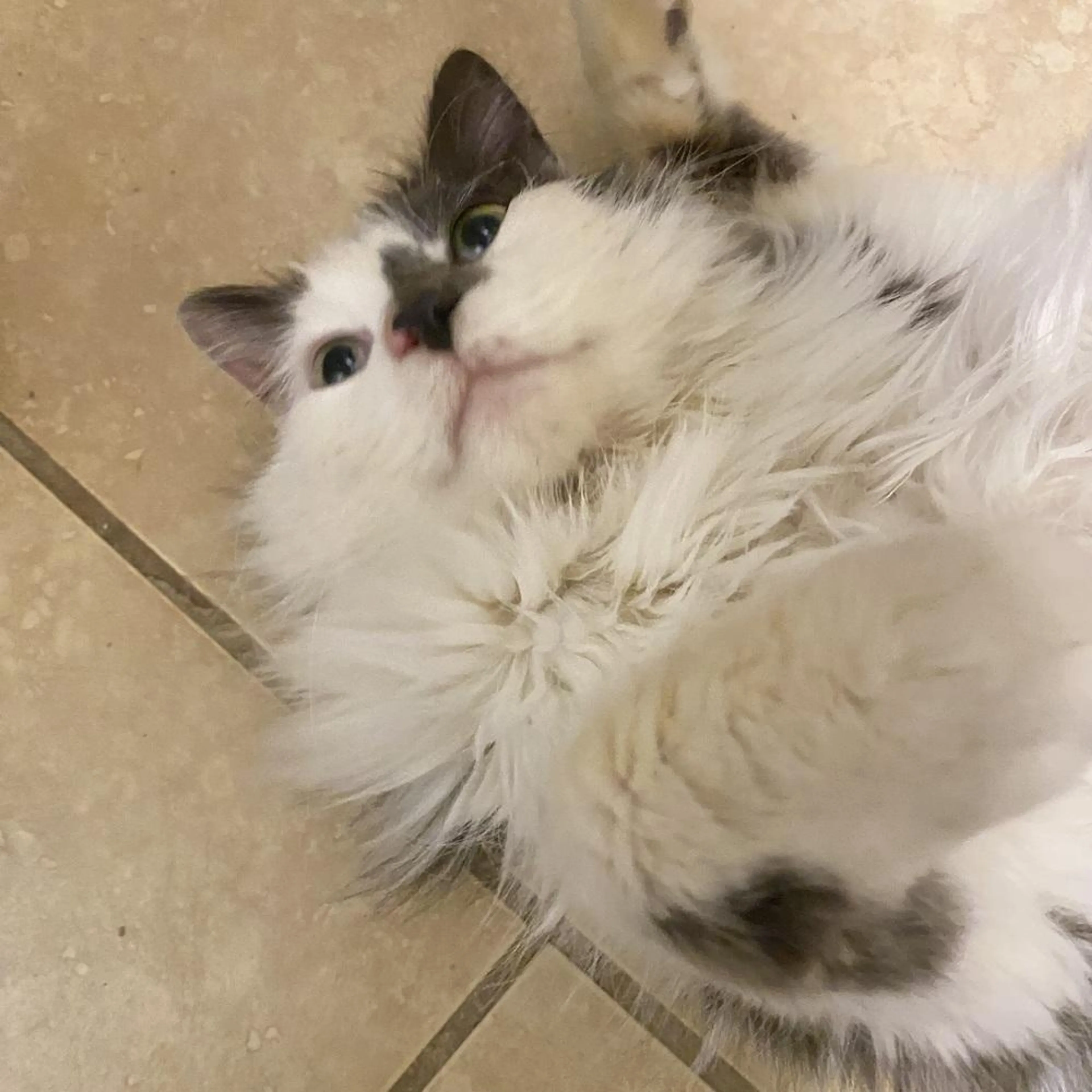 Found pet-3