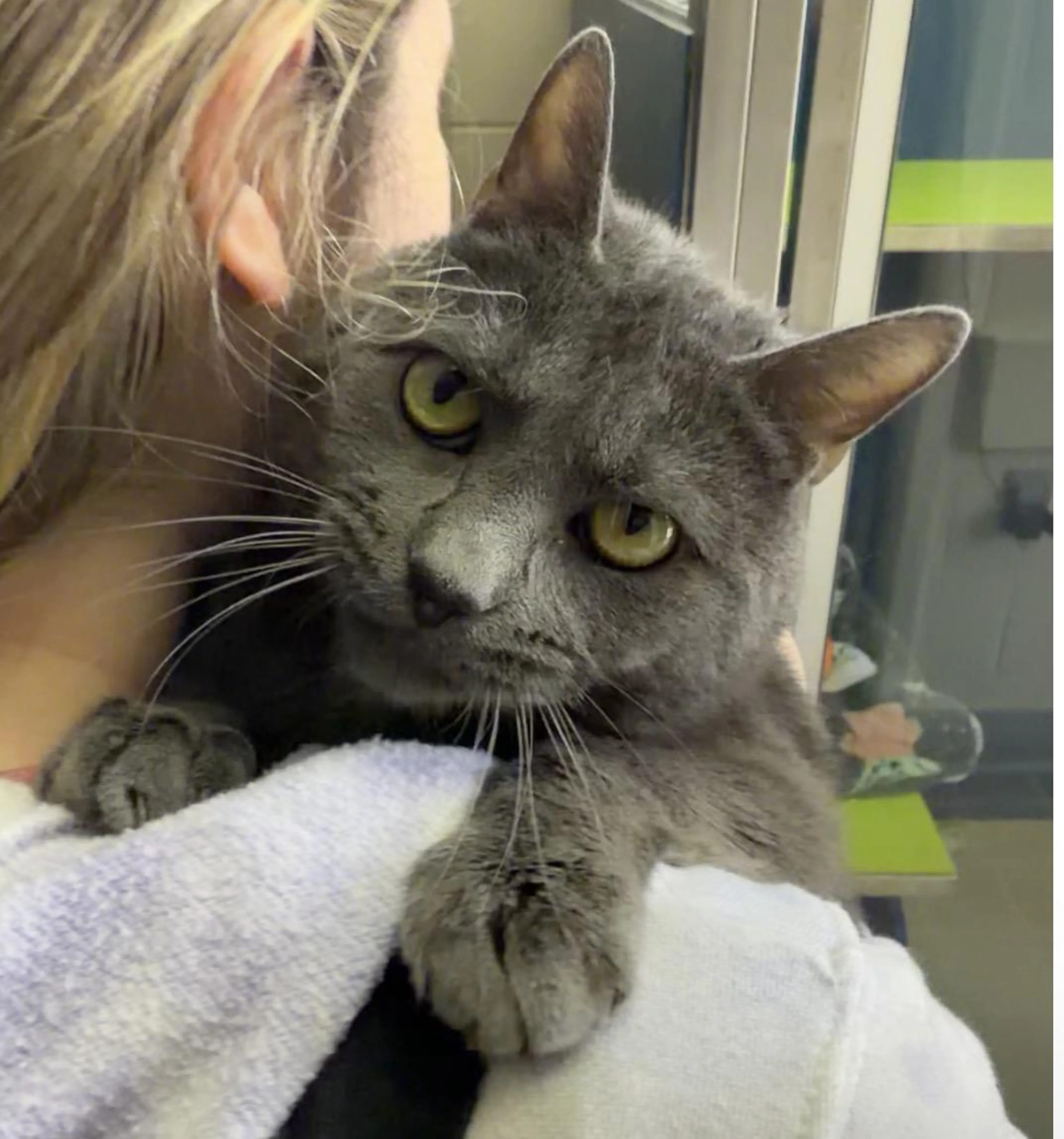 Found pet-1