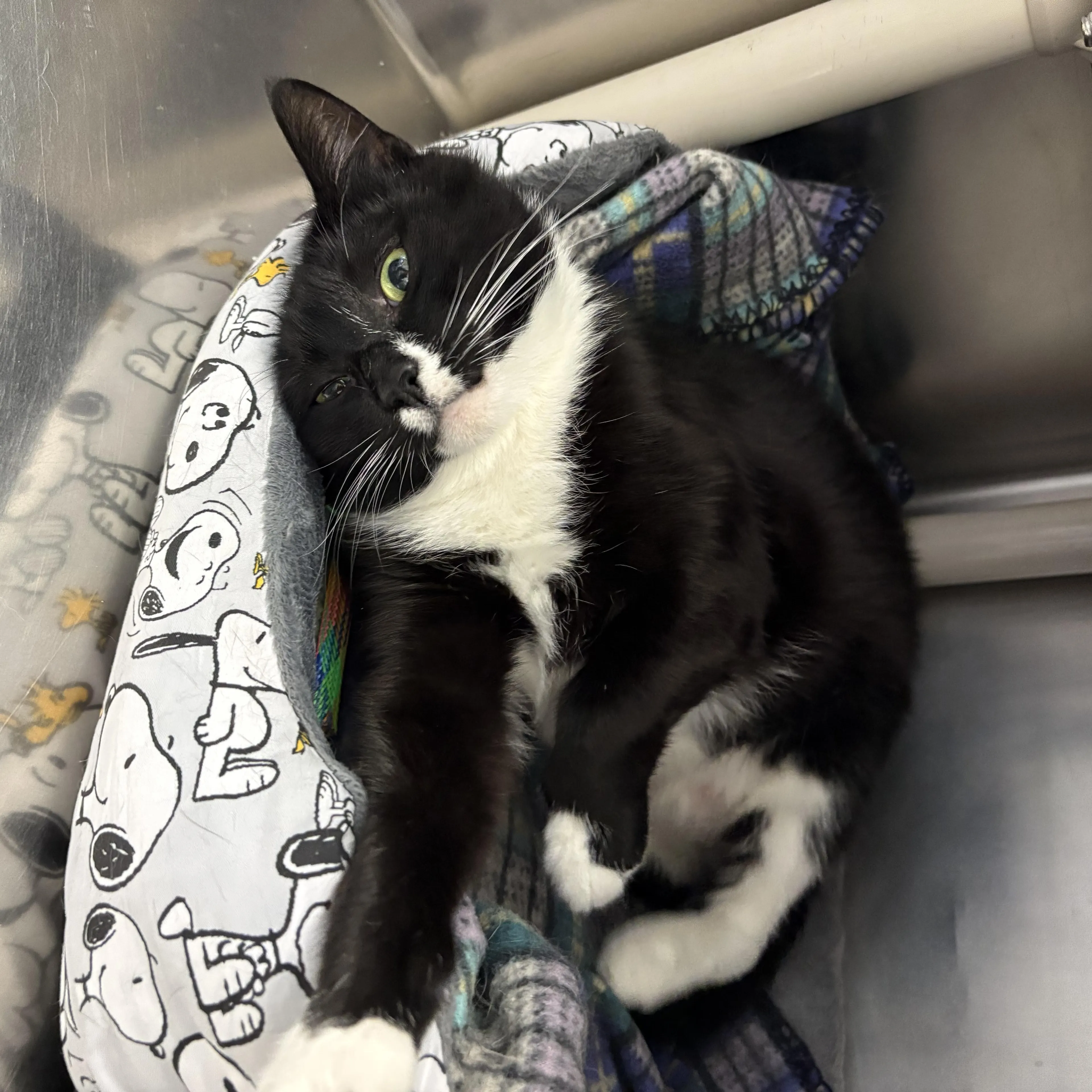 Found pet-2