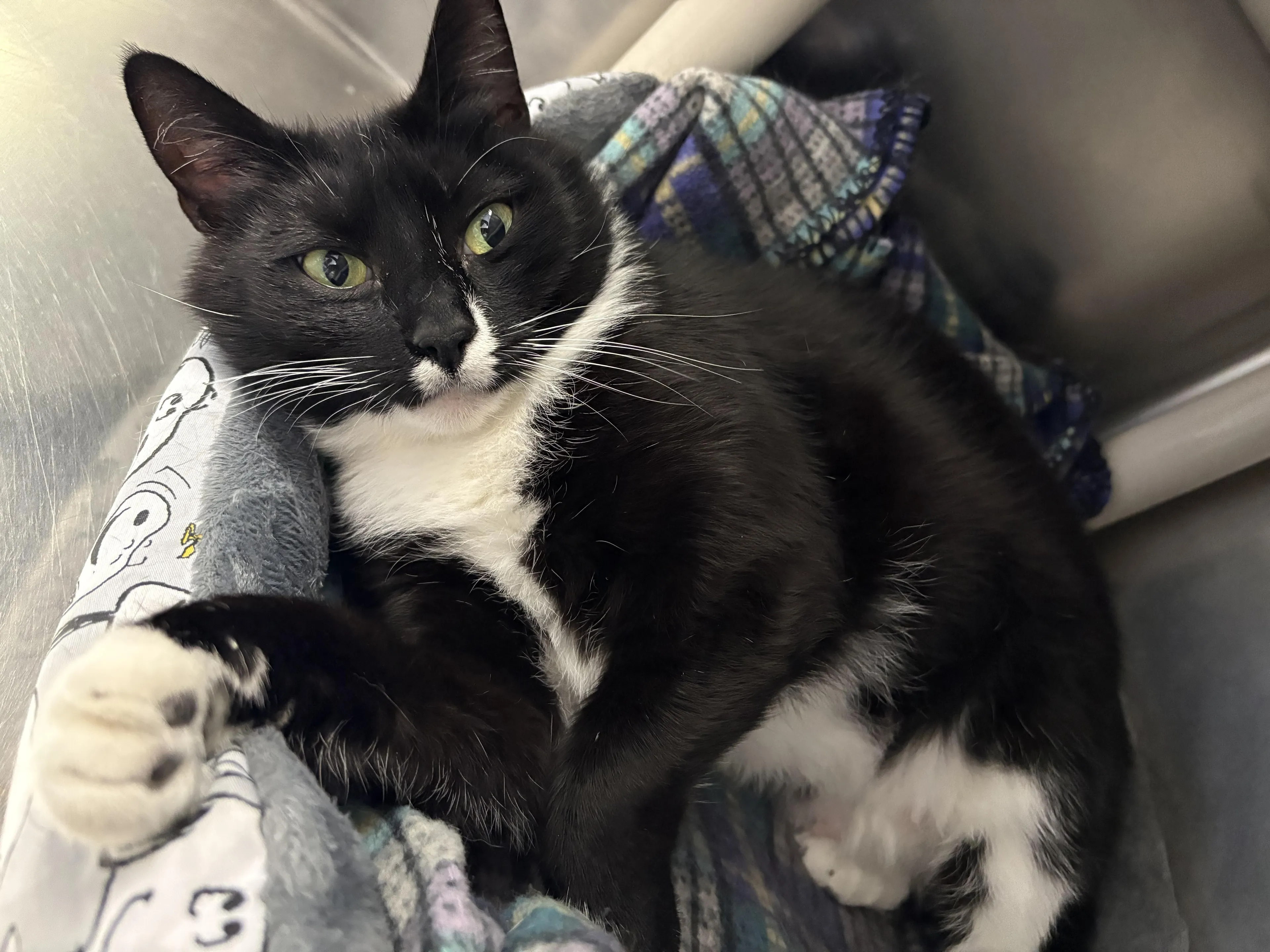 Found pet-1