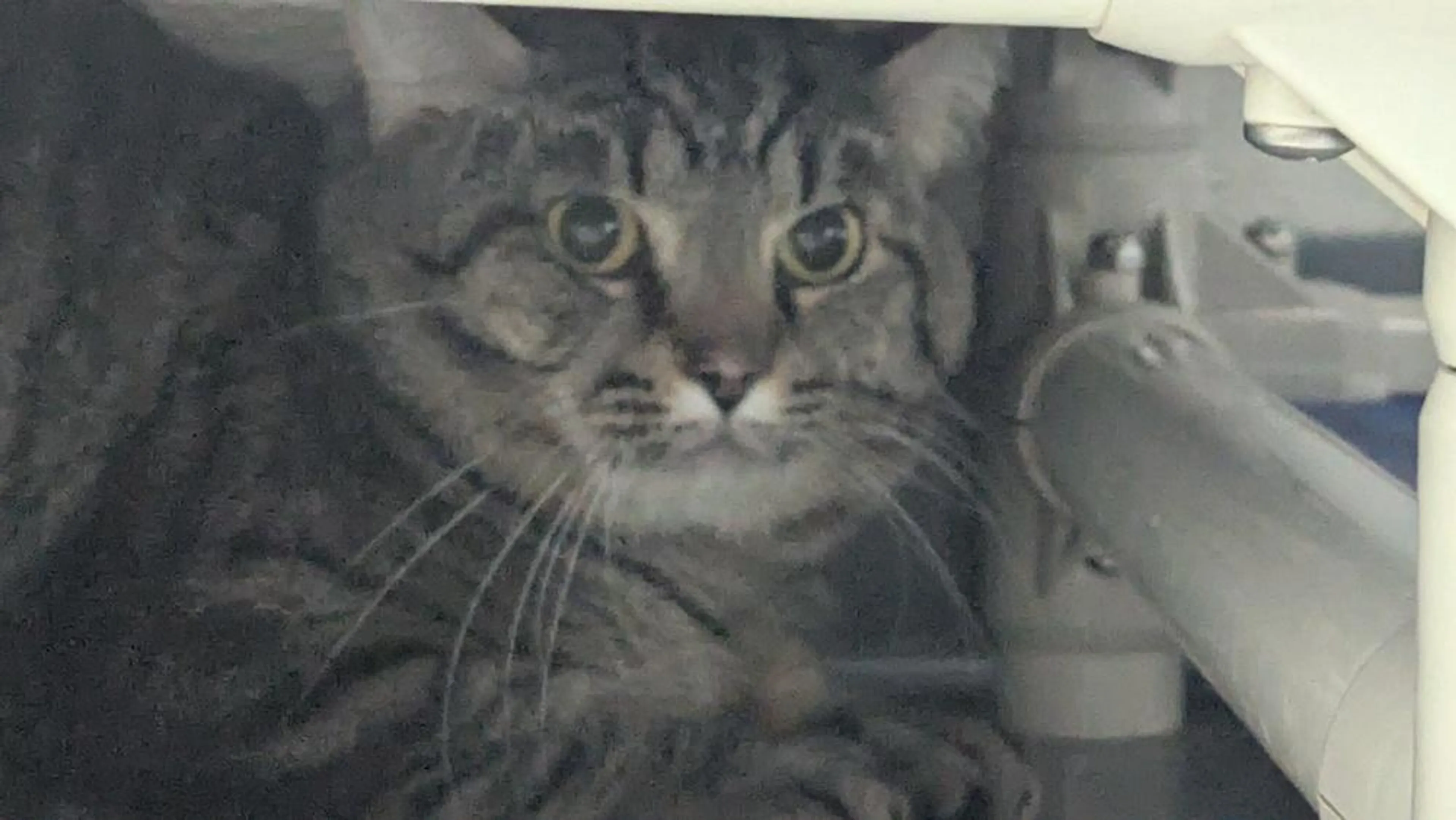 Found pet-1