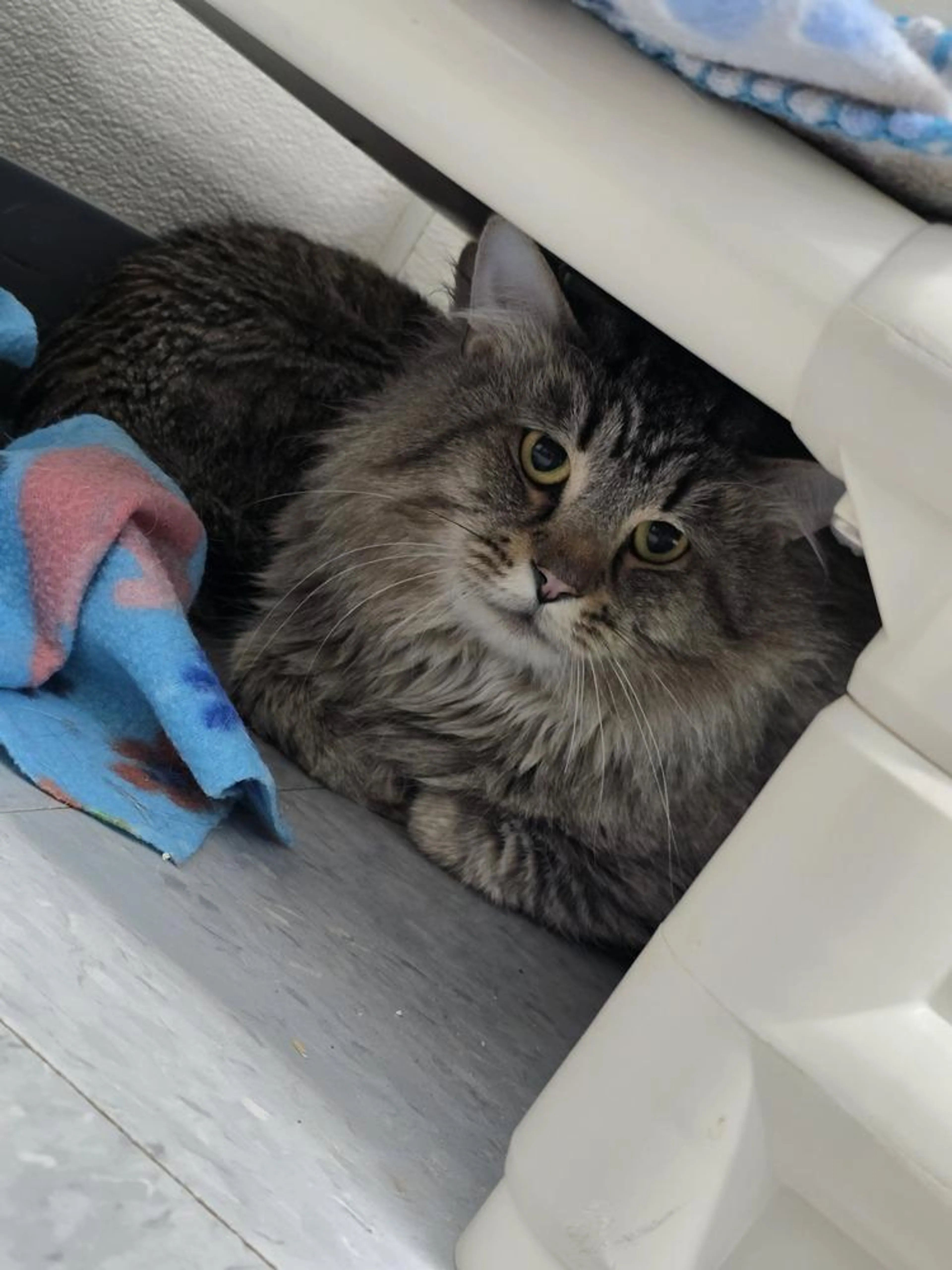Found pet-1