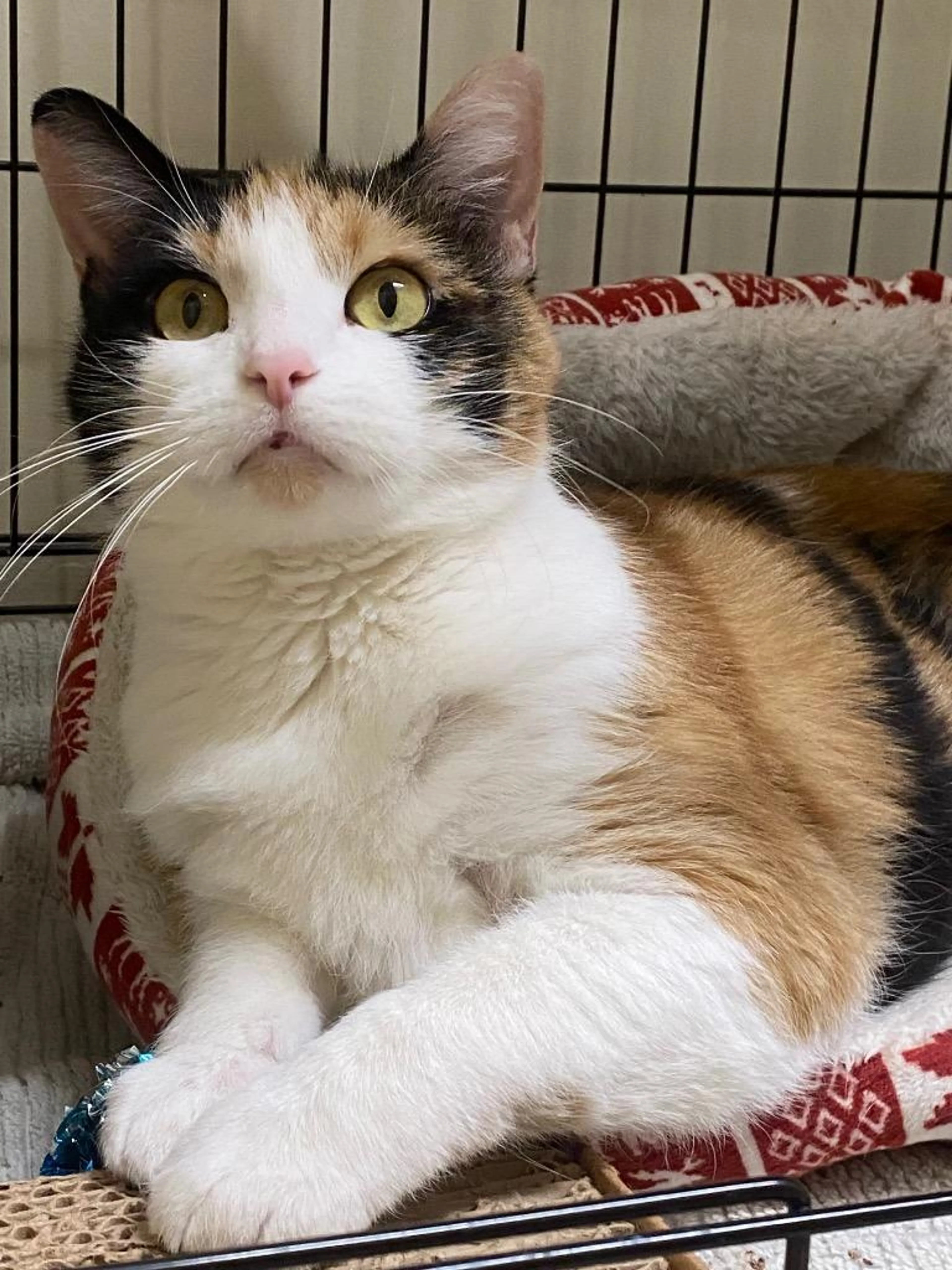 Found pet-5