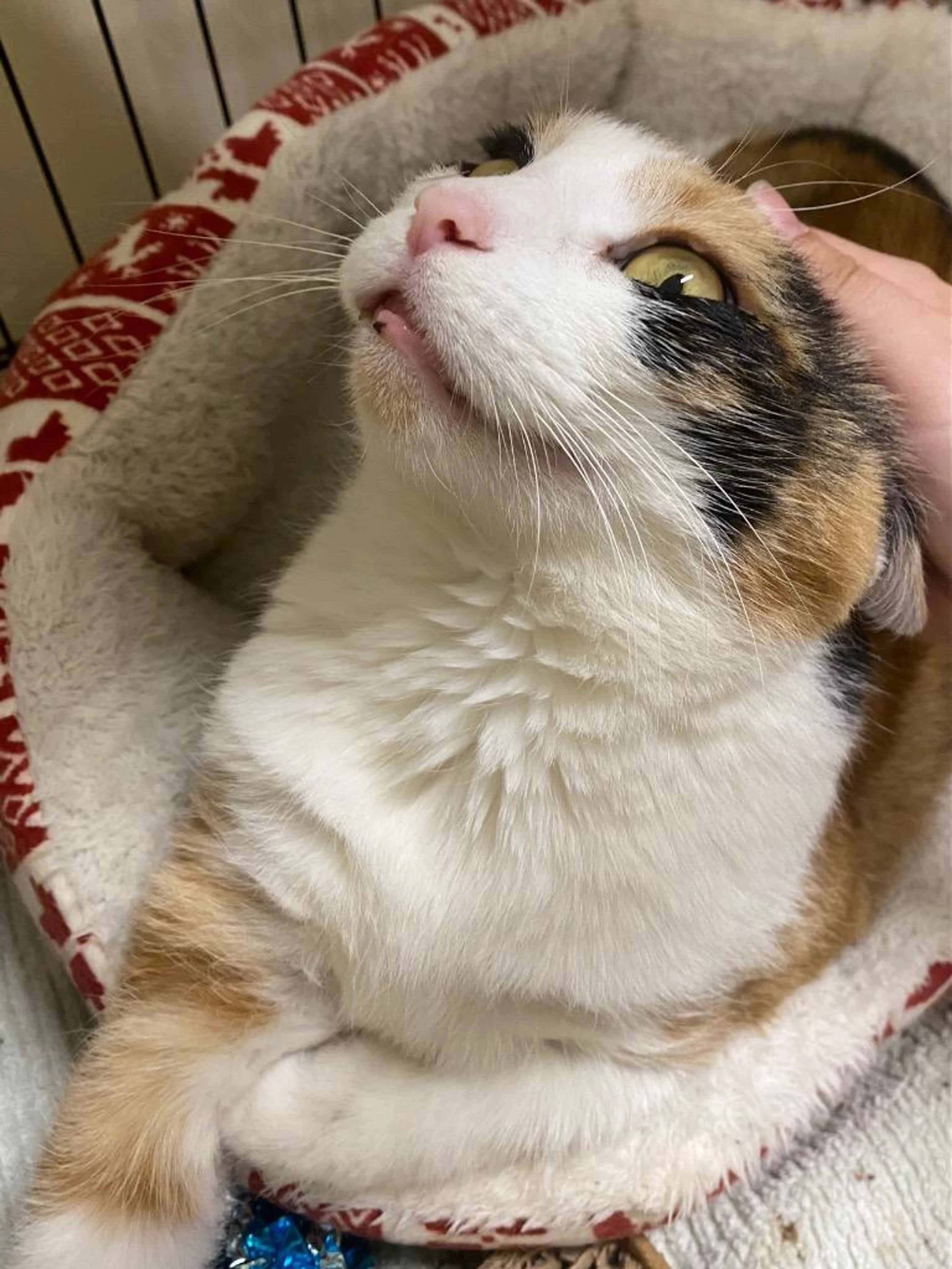 Found pet-1