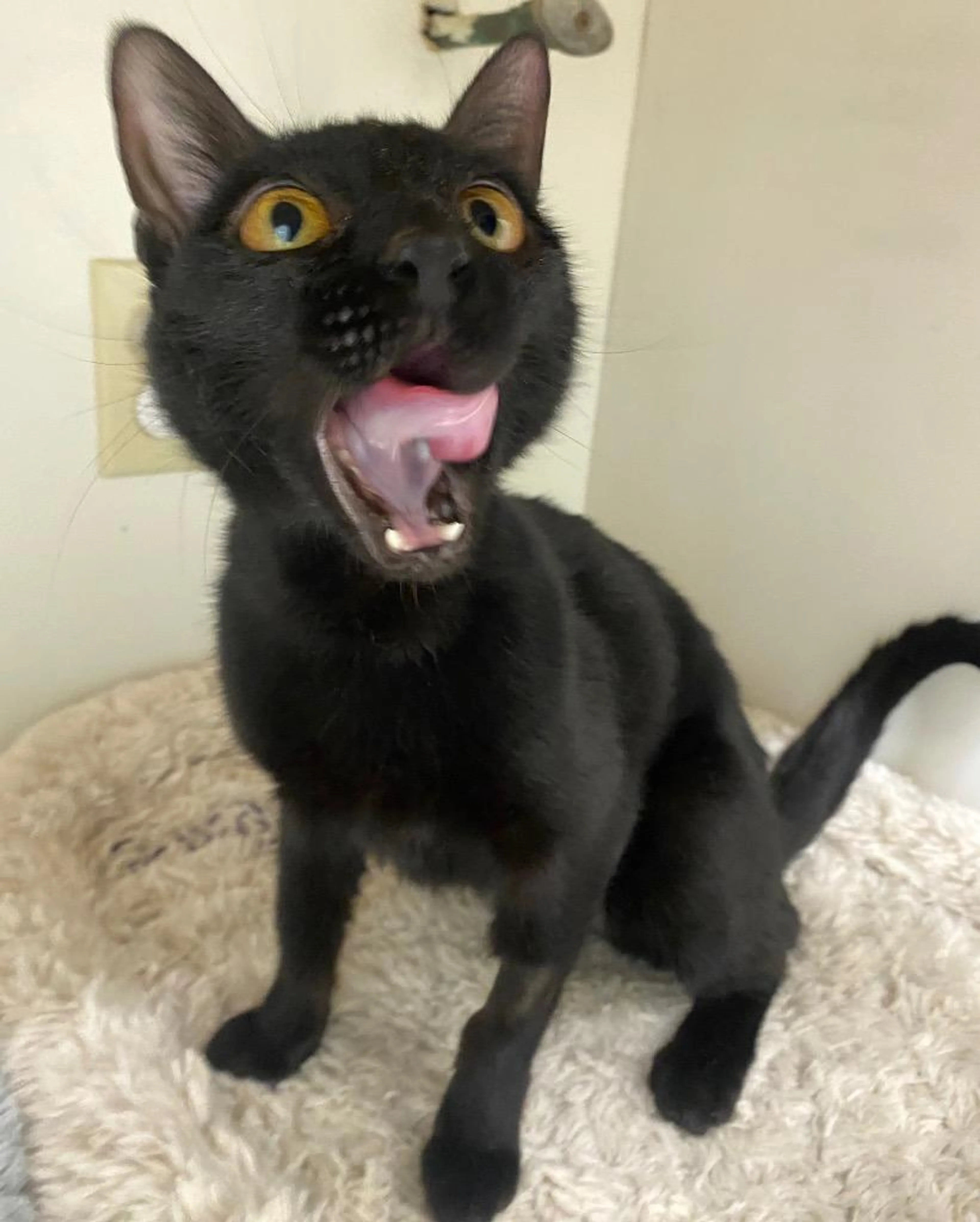 Found pet-2