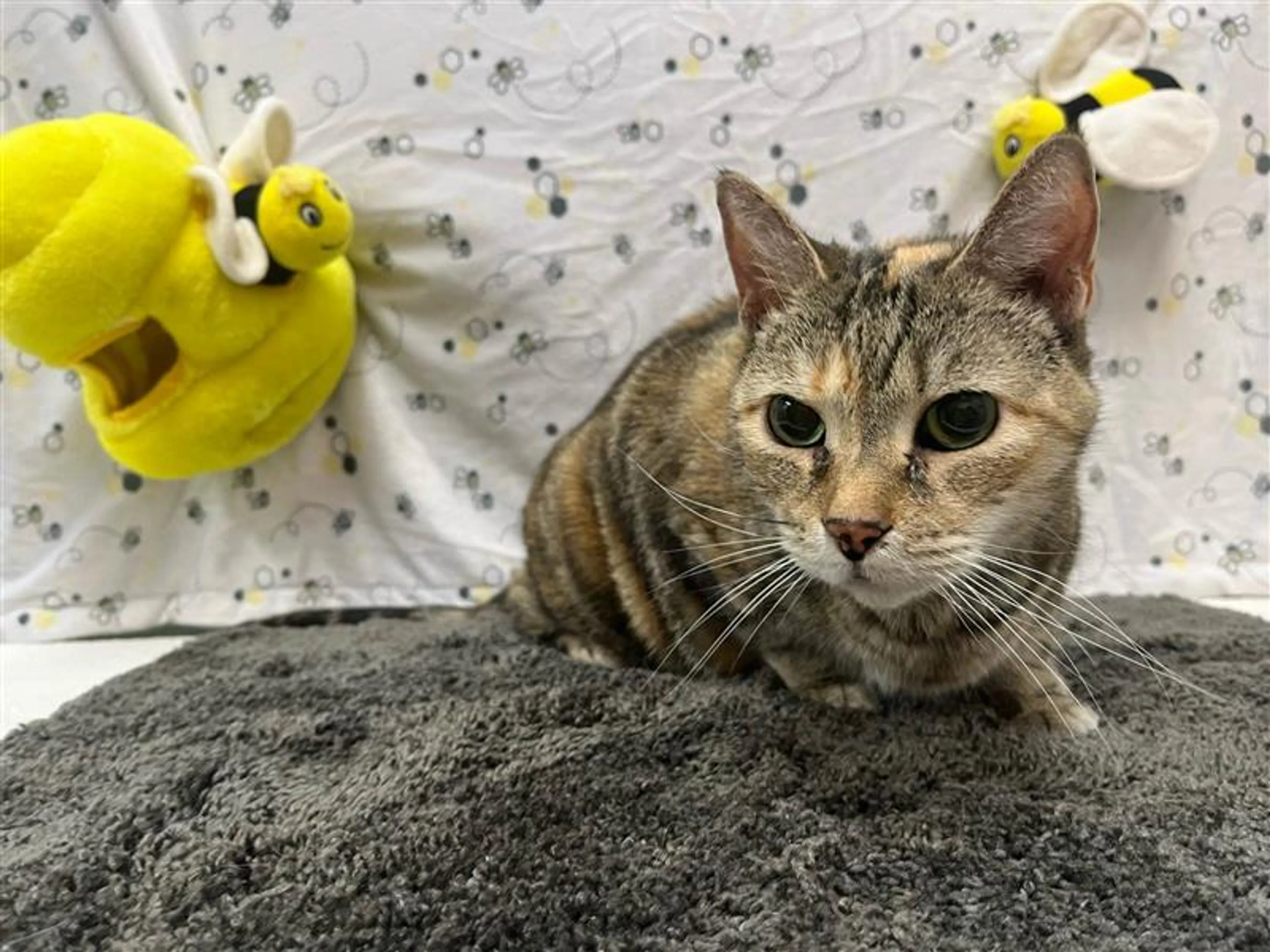 Found pet-1