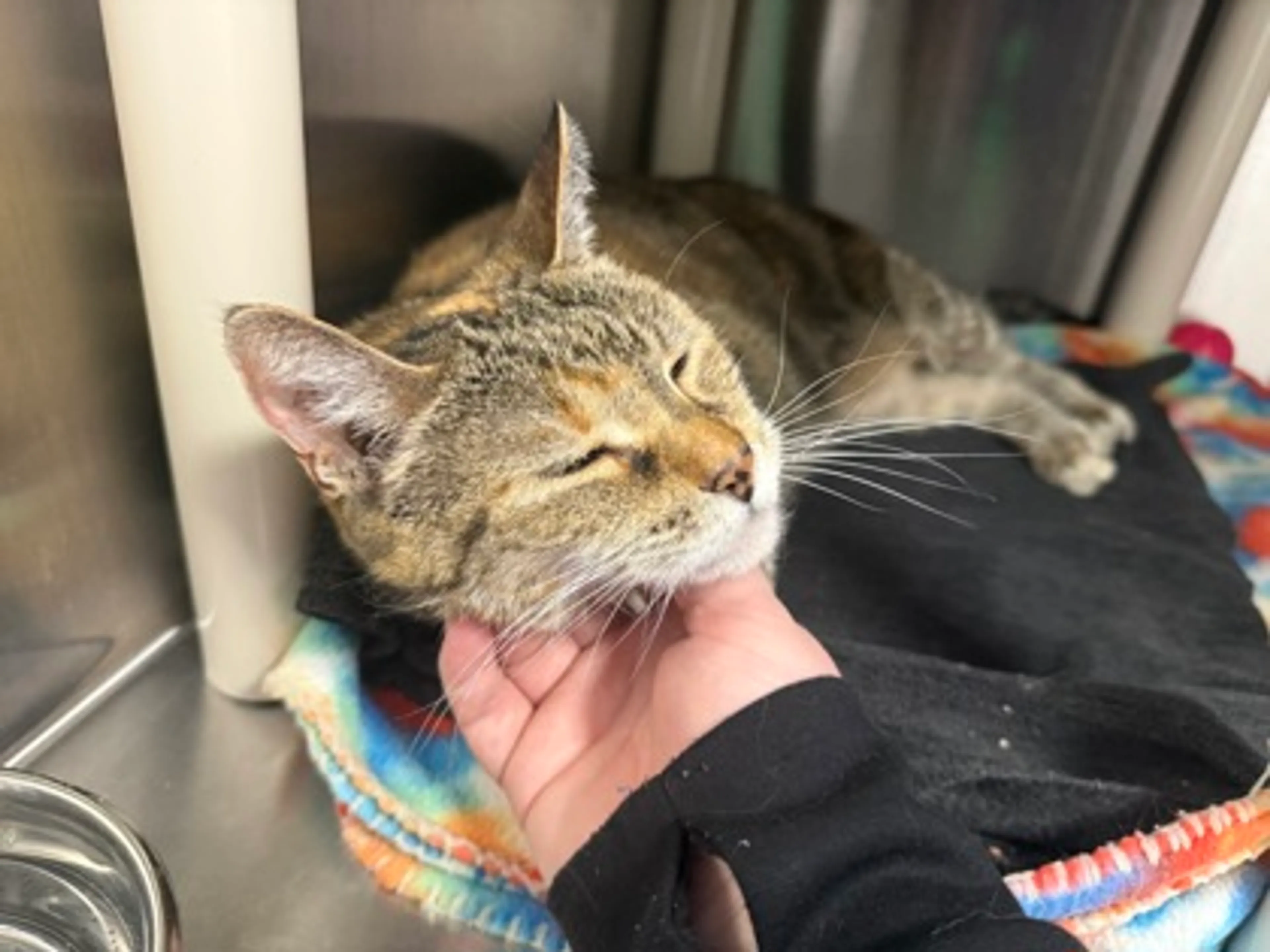 Found pet-2