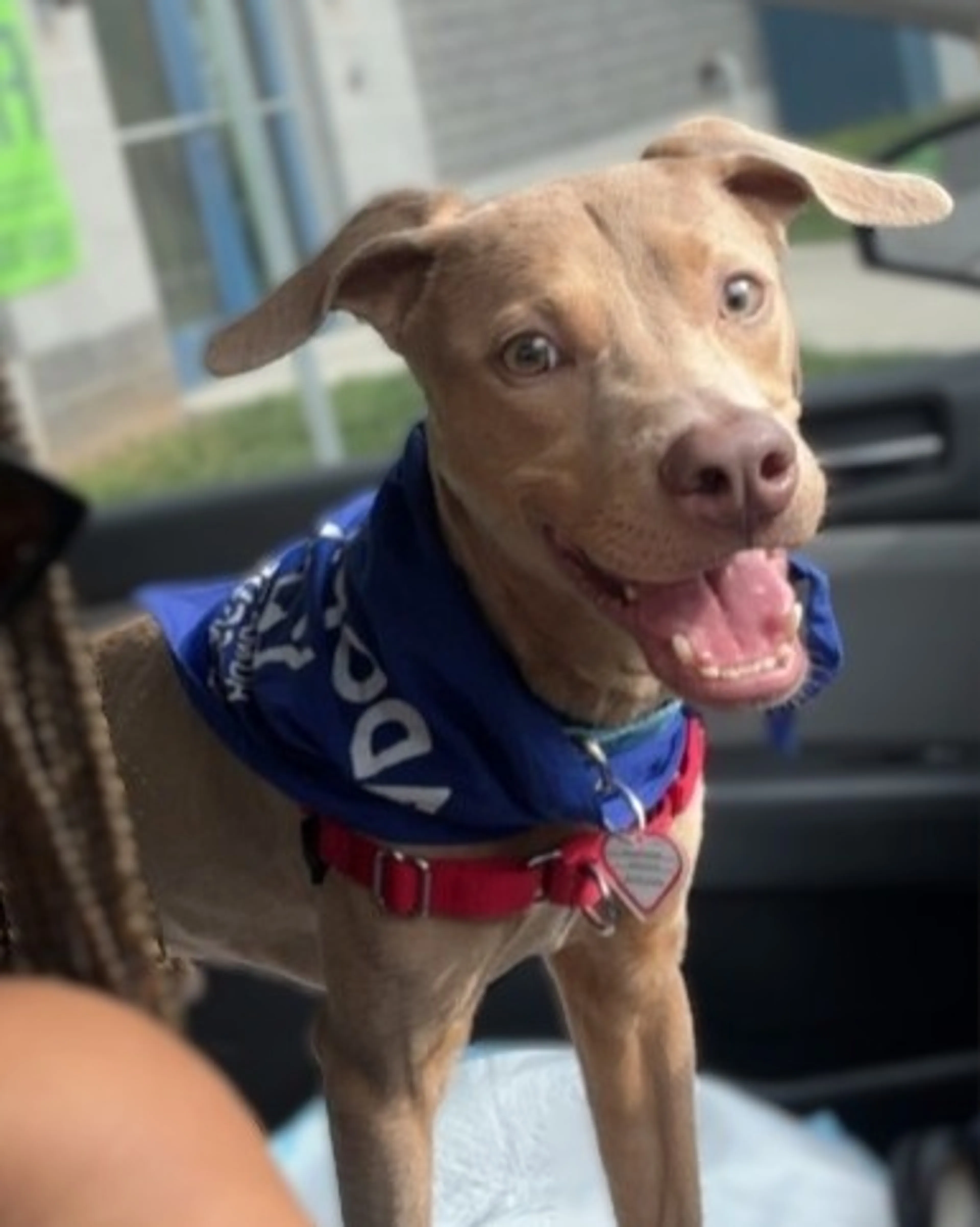 Found pet-1