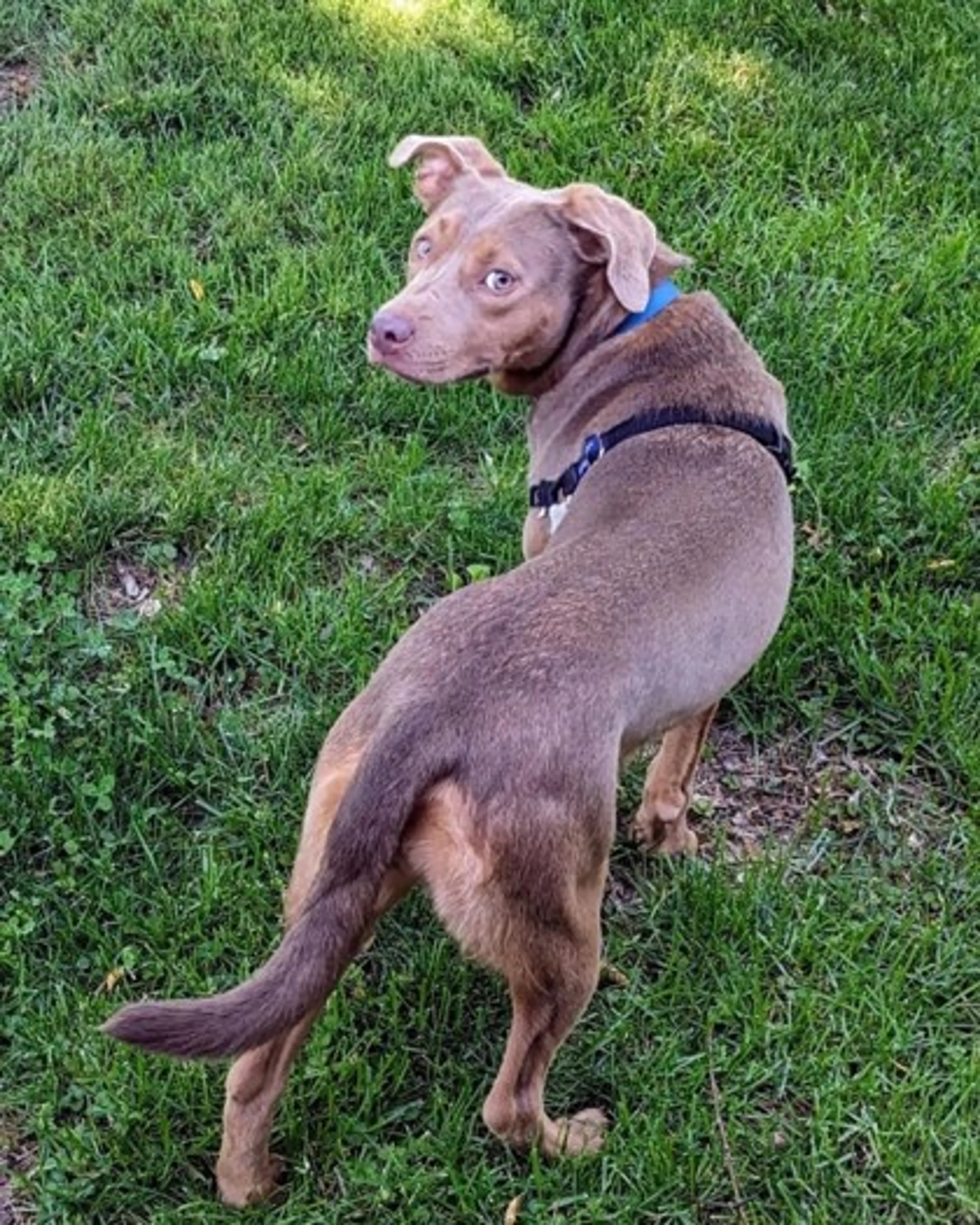 Found pet-2