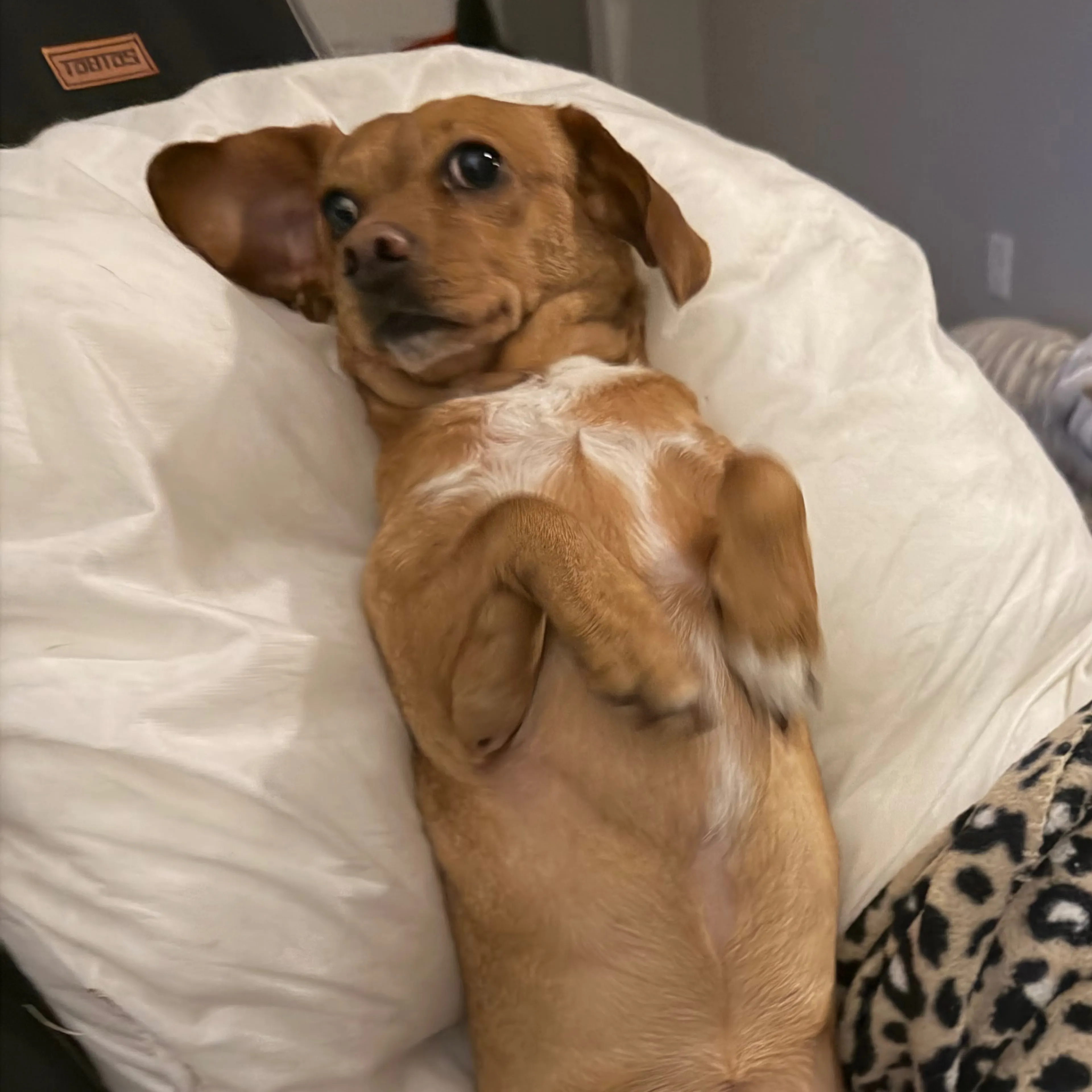 Lost pet