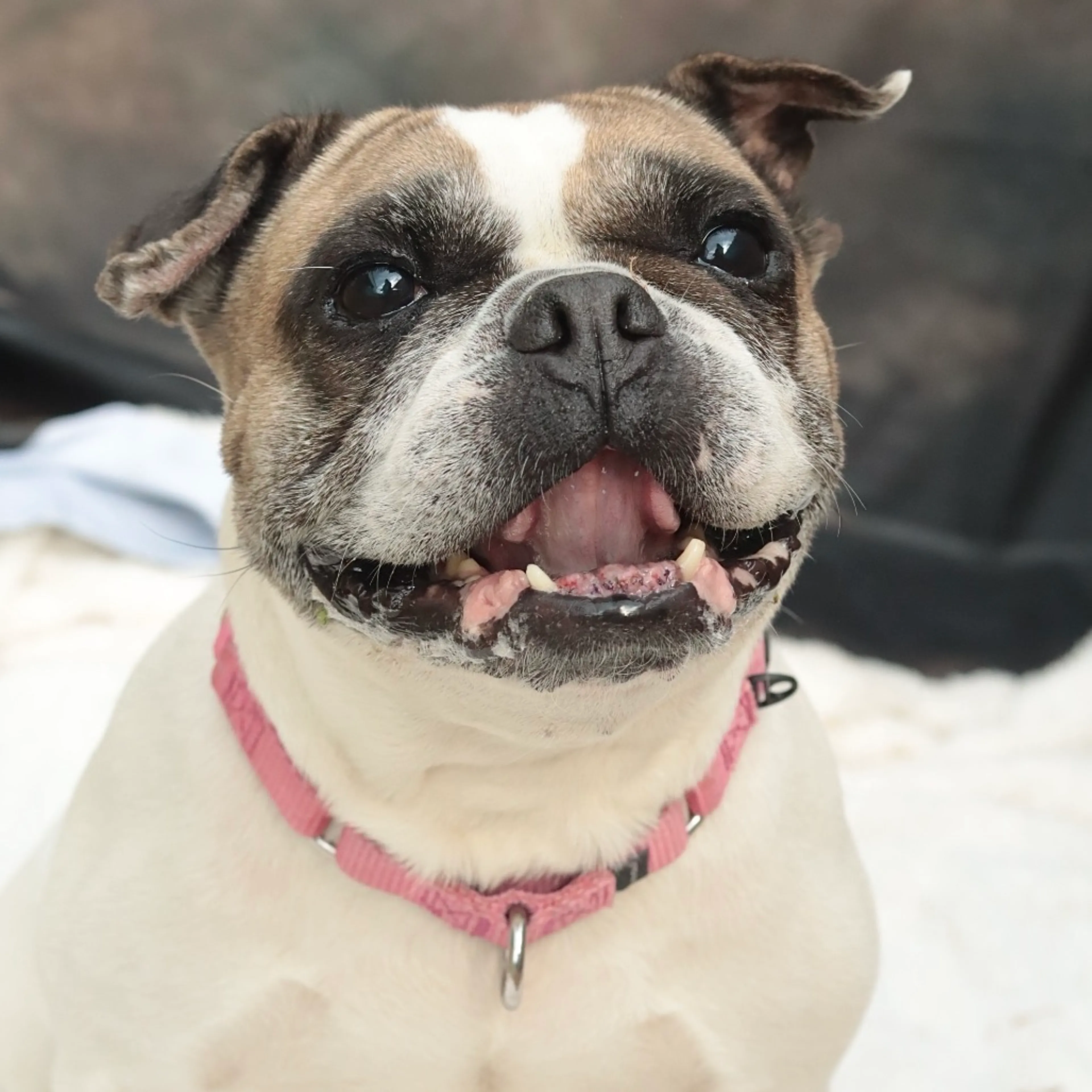 Found pet-24