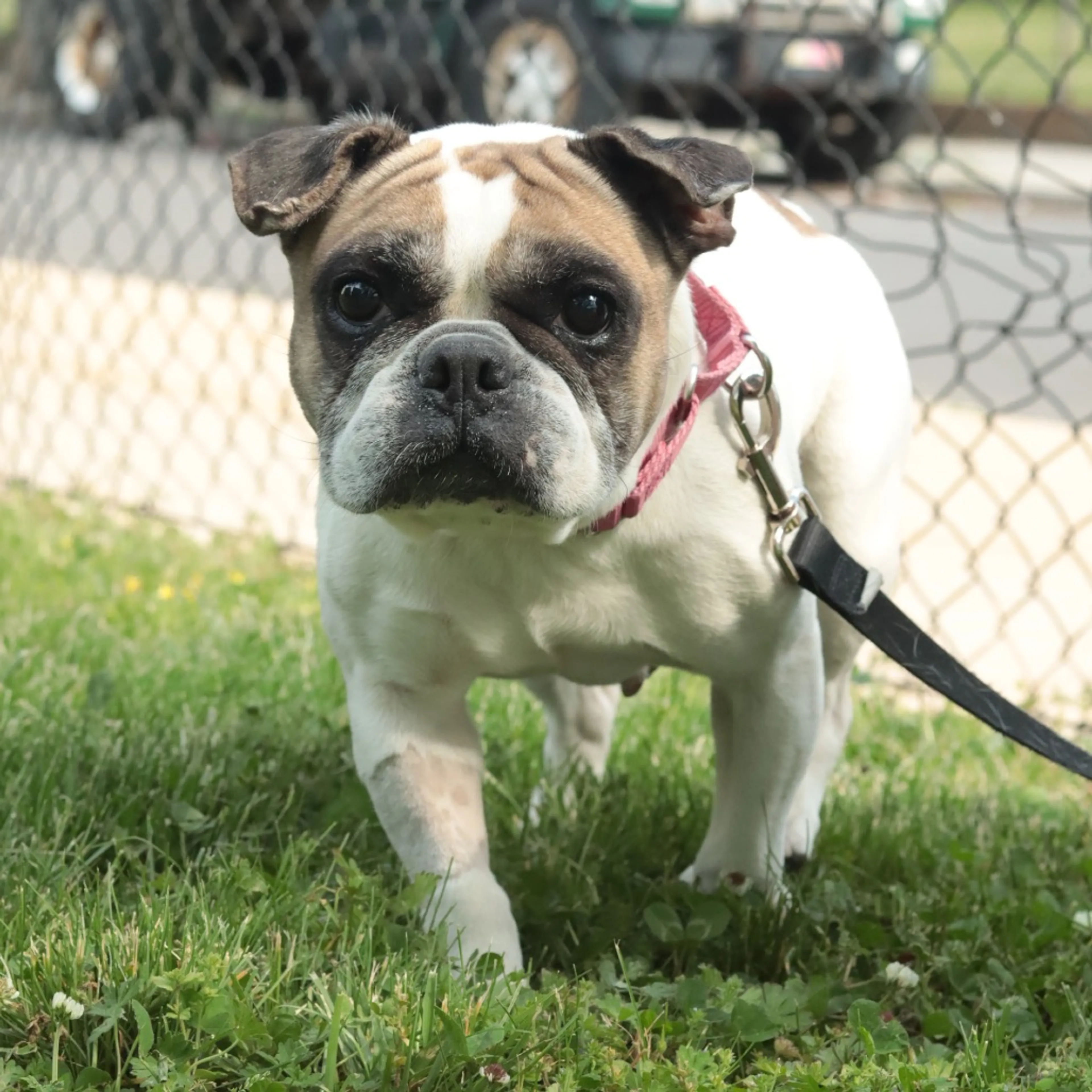 Found pet-20