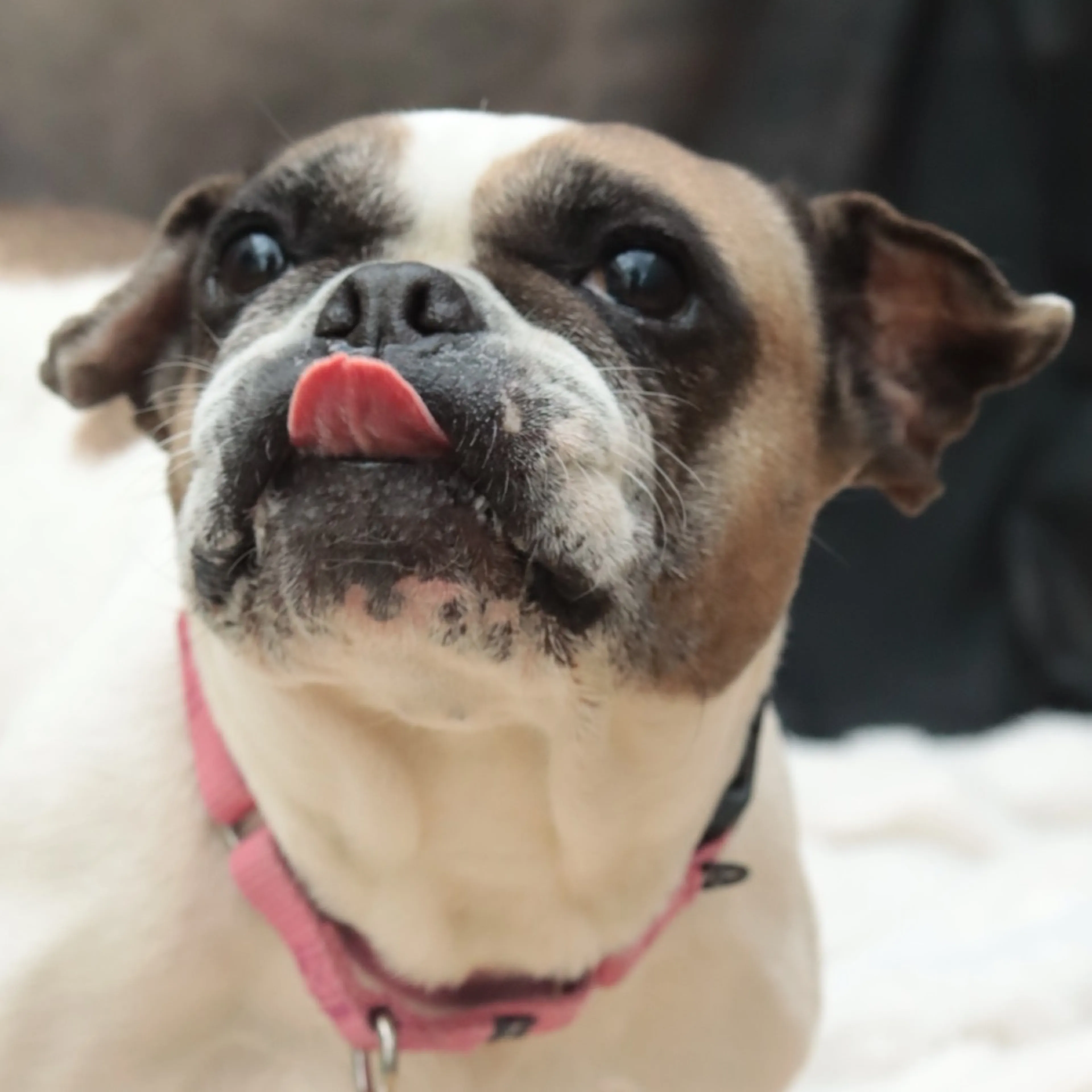 Found pet-28