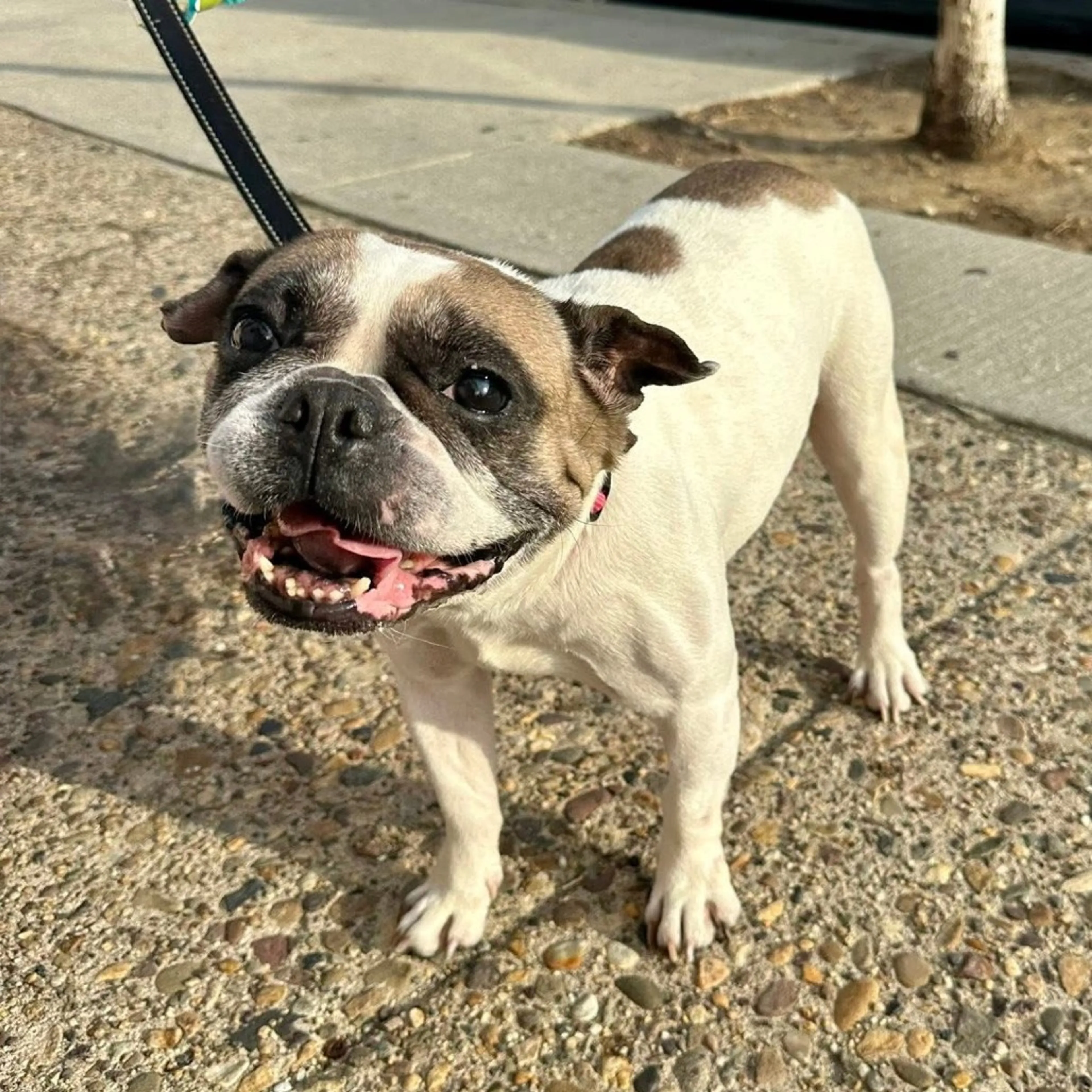 Found pet-5