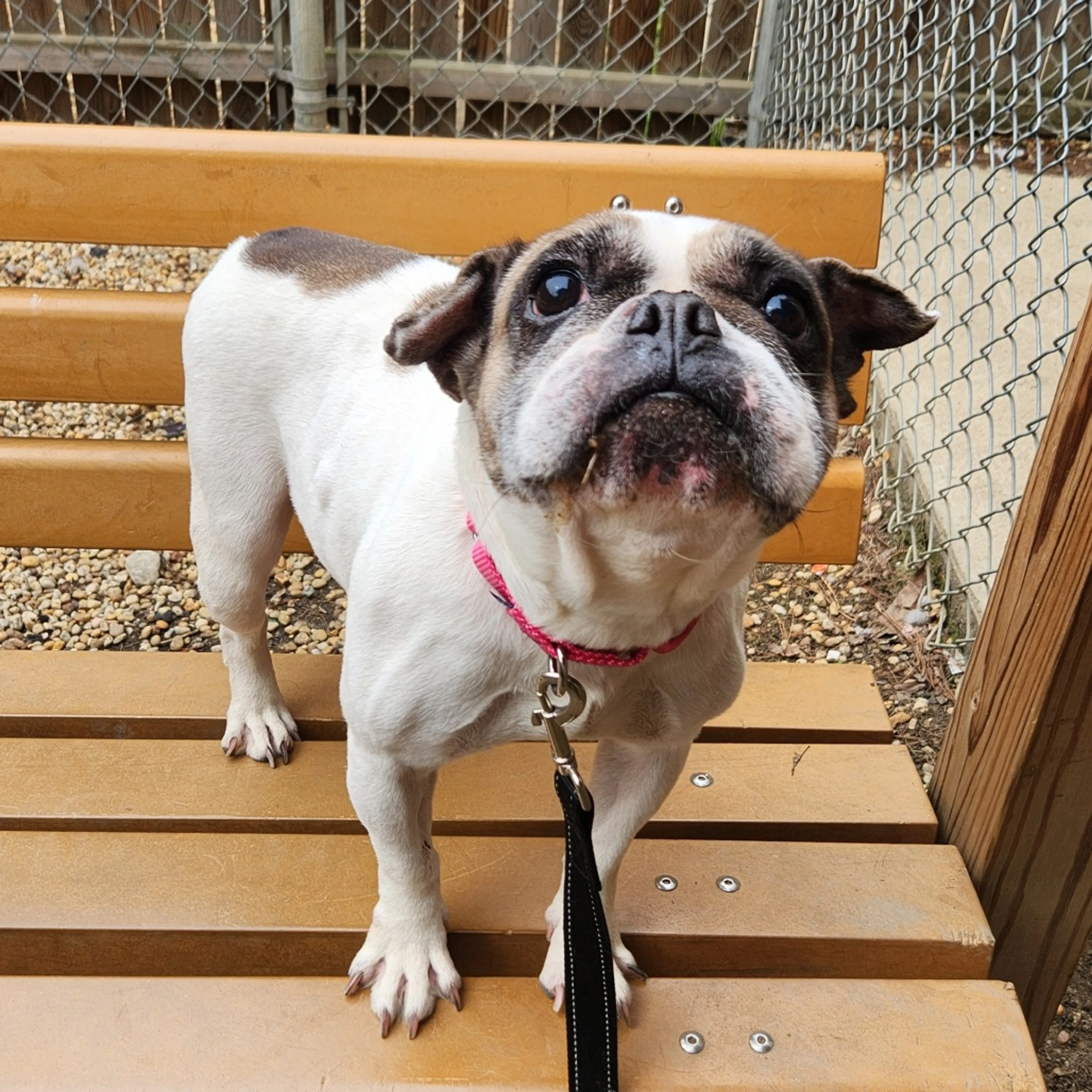 Found pet-10