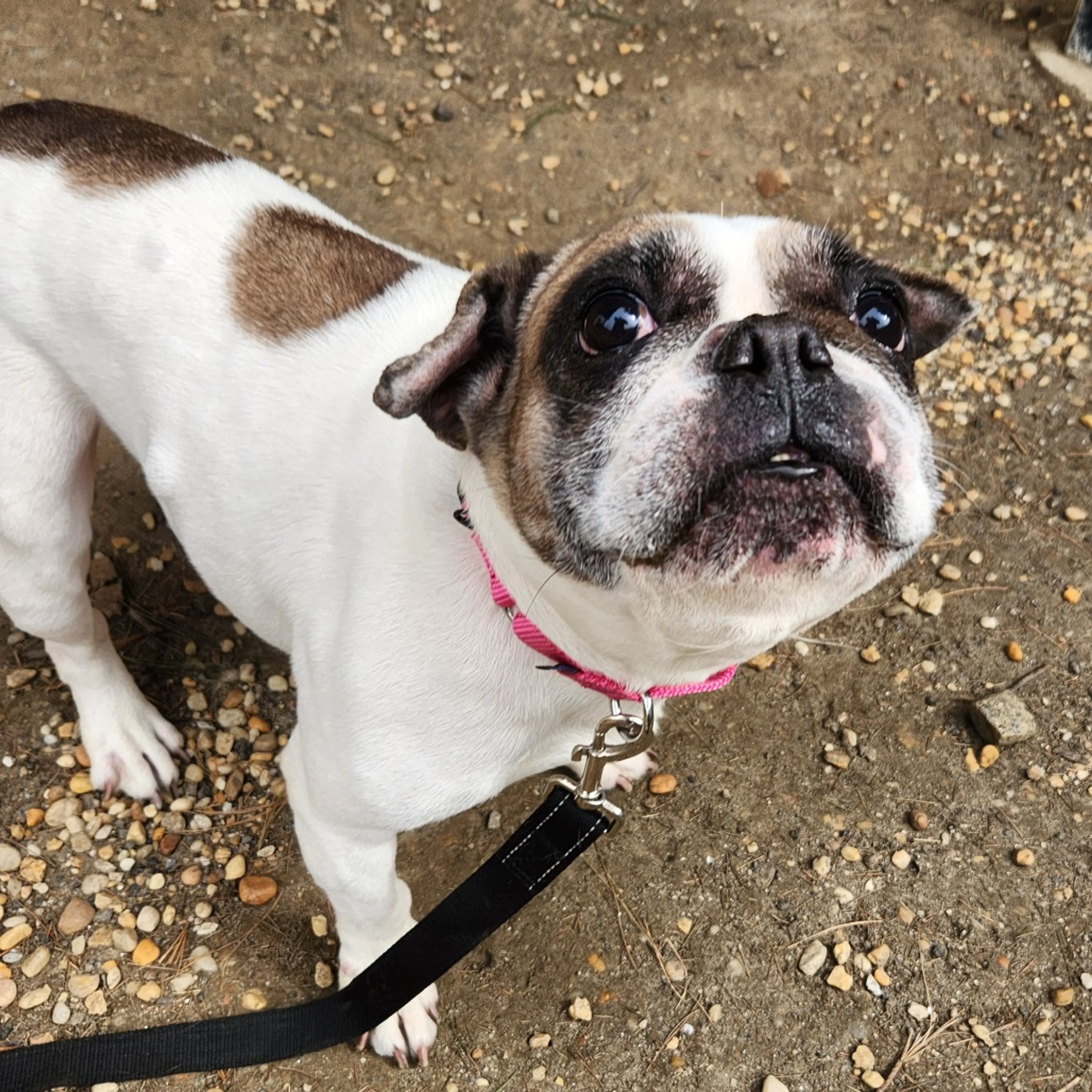 Found pet-18