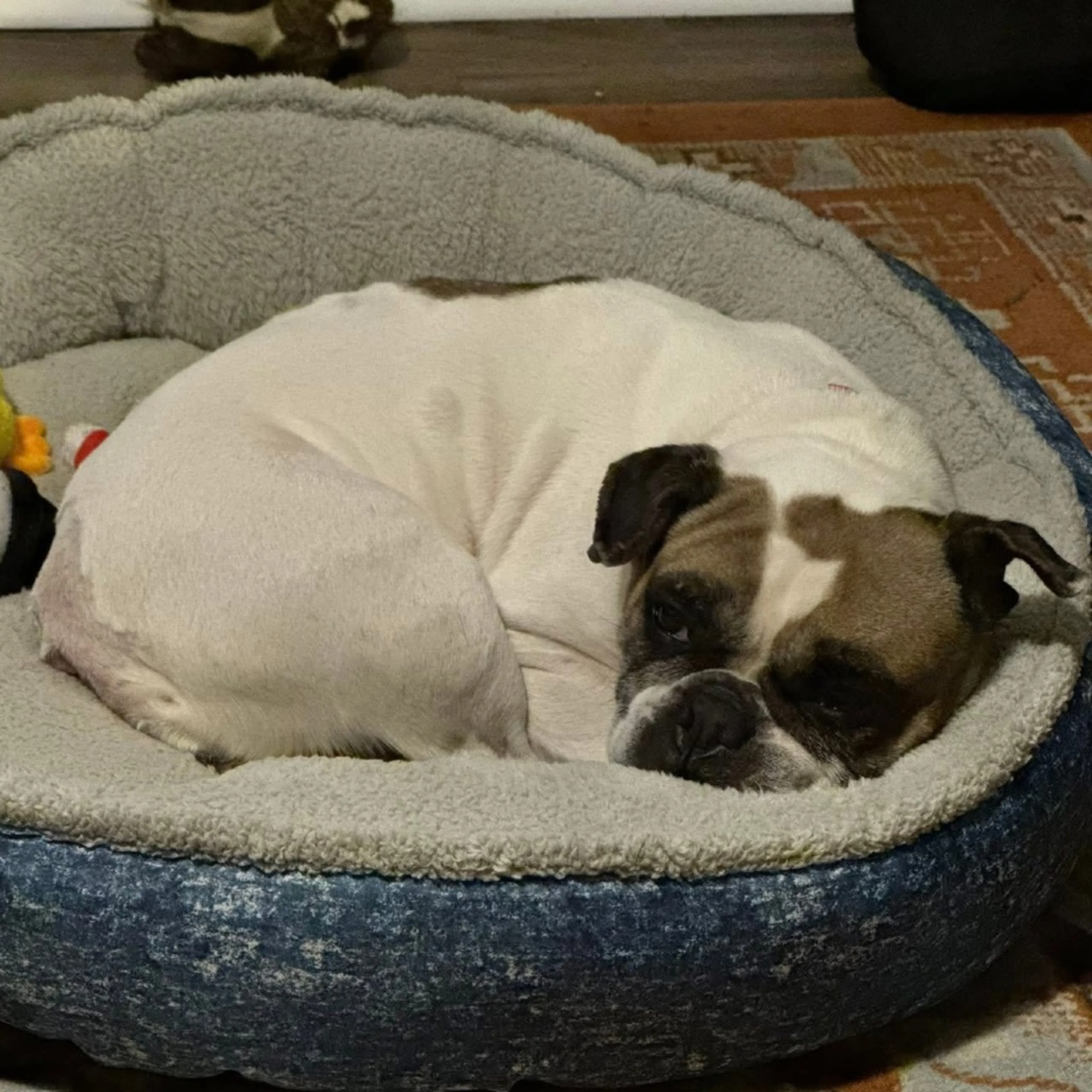 Found pet-17
