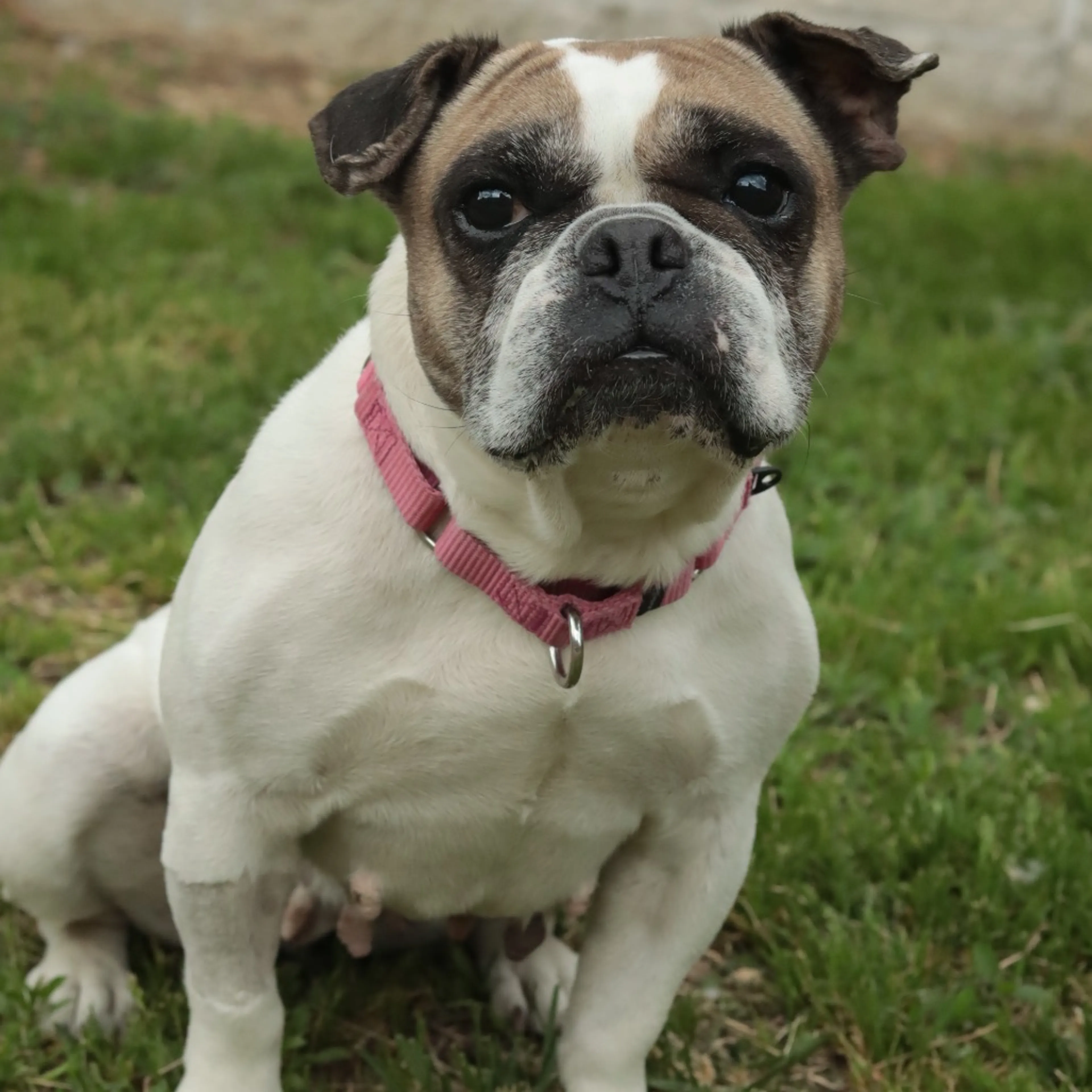 Found pet-26
