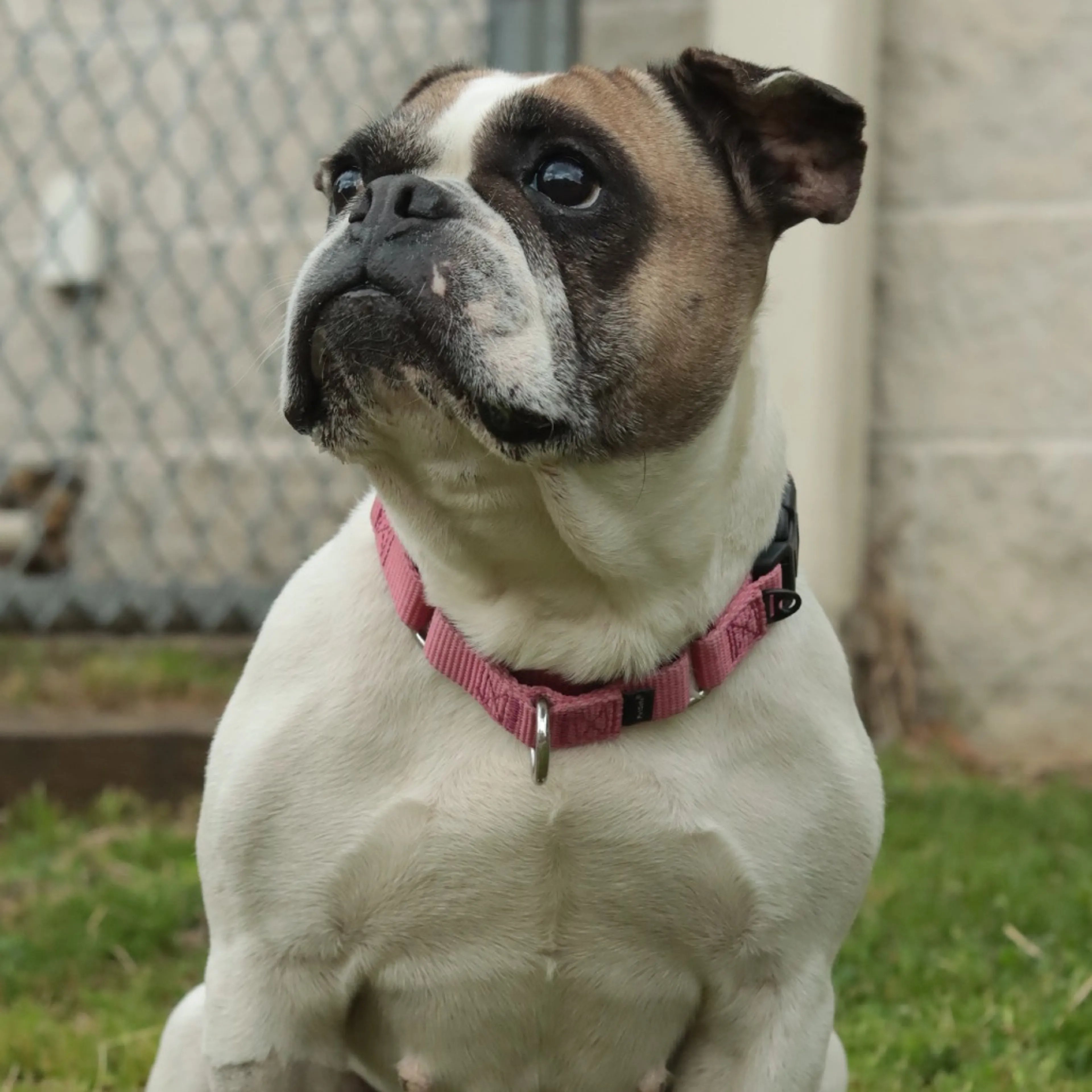 Found pet-27