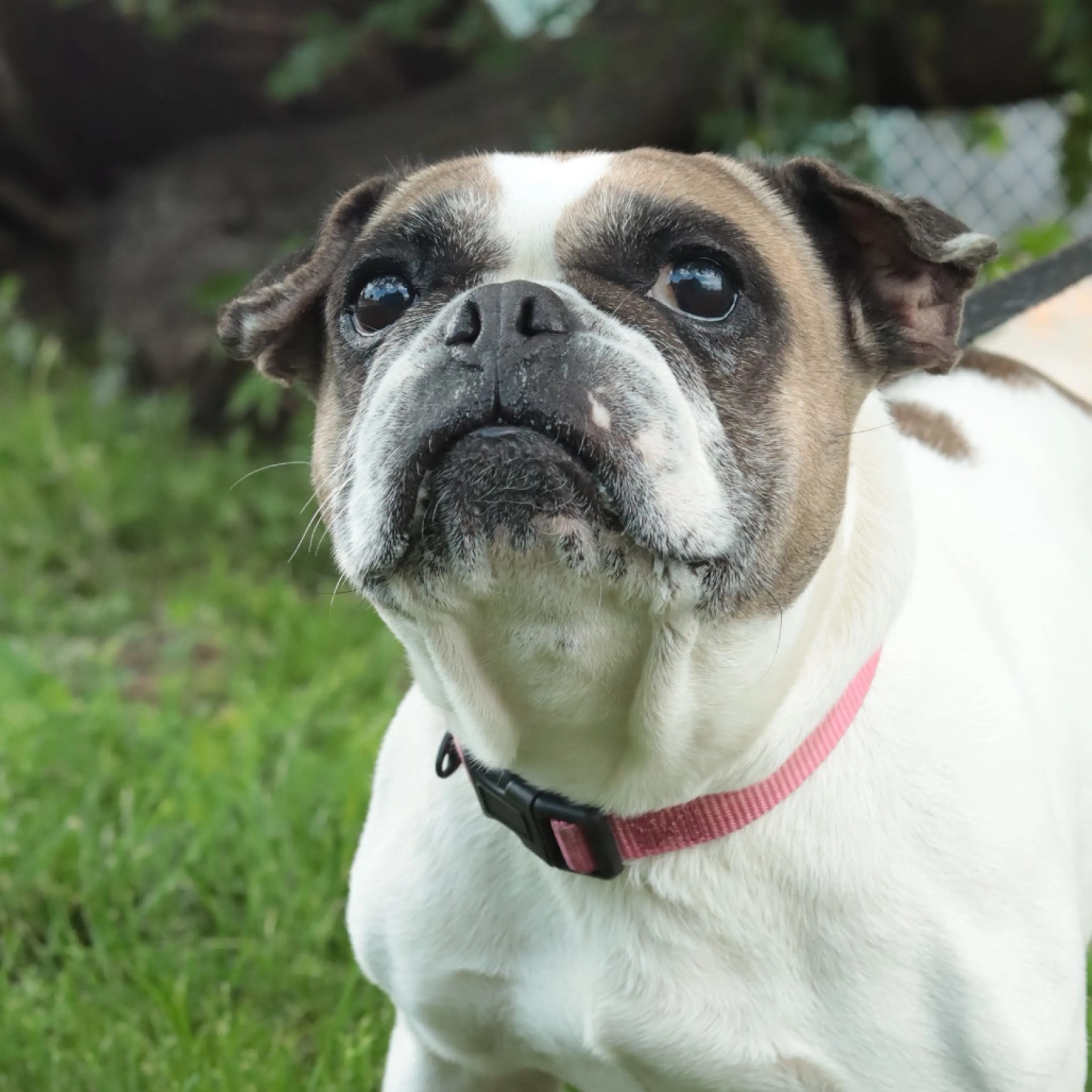 Found pet-29