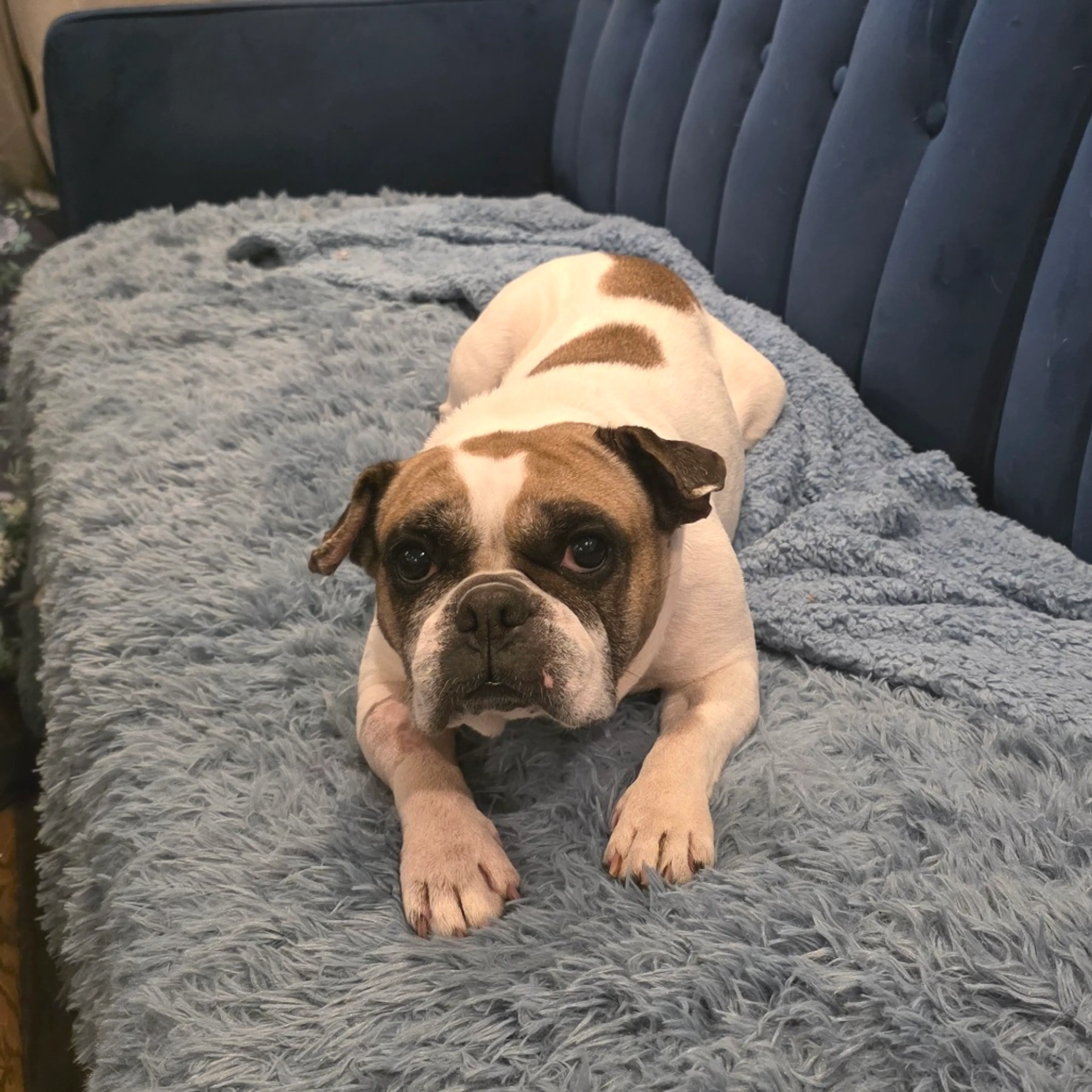 Found pet-6