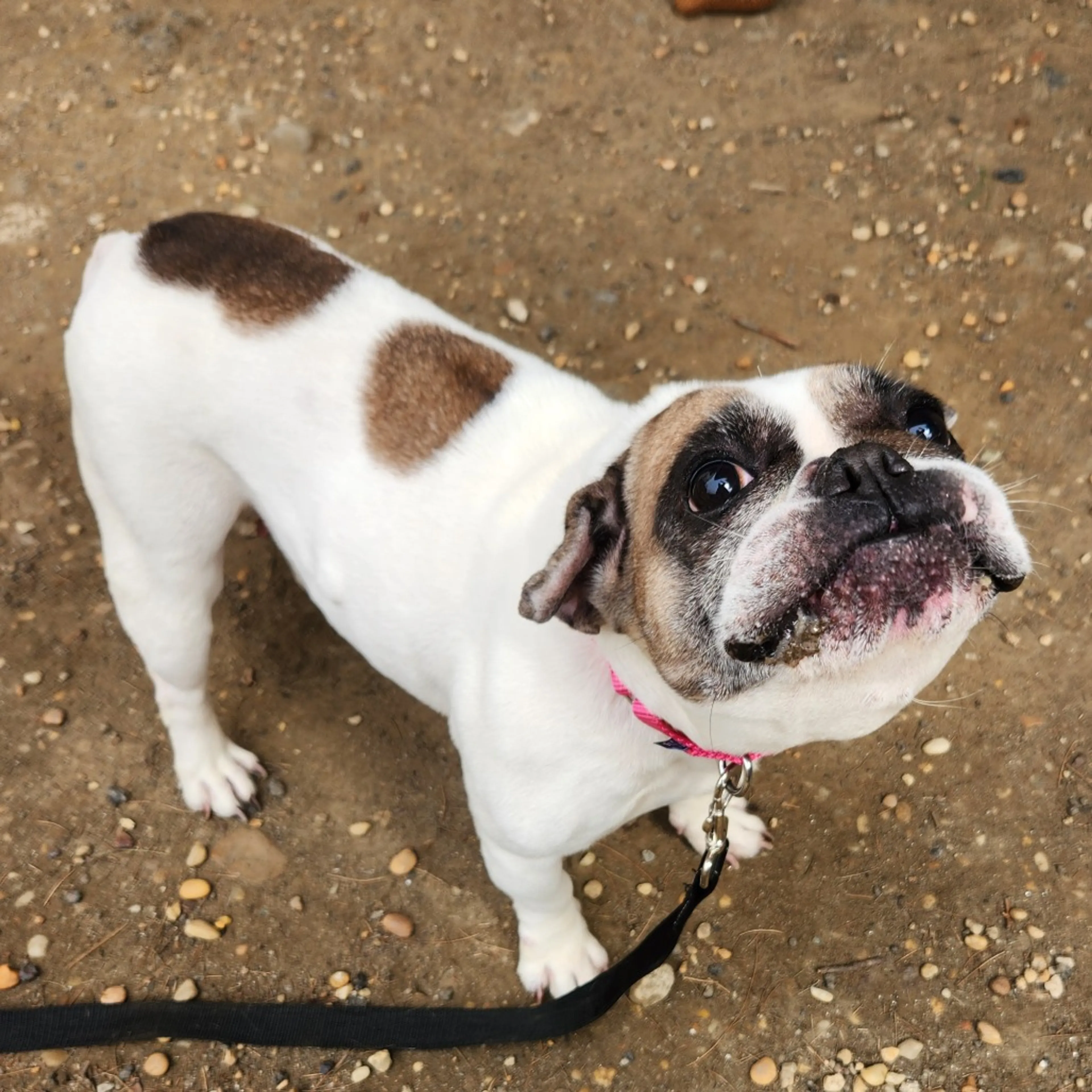 Found pet-14