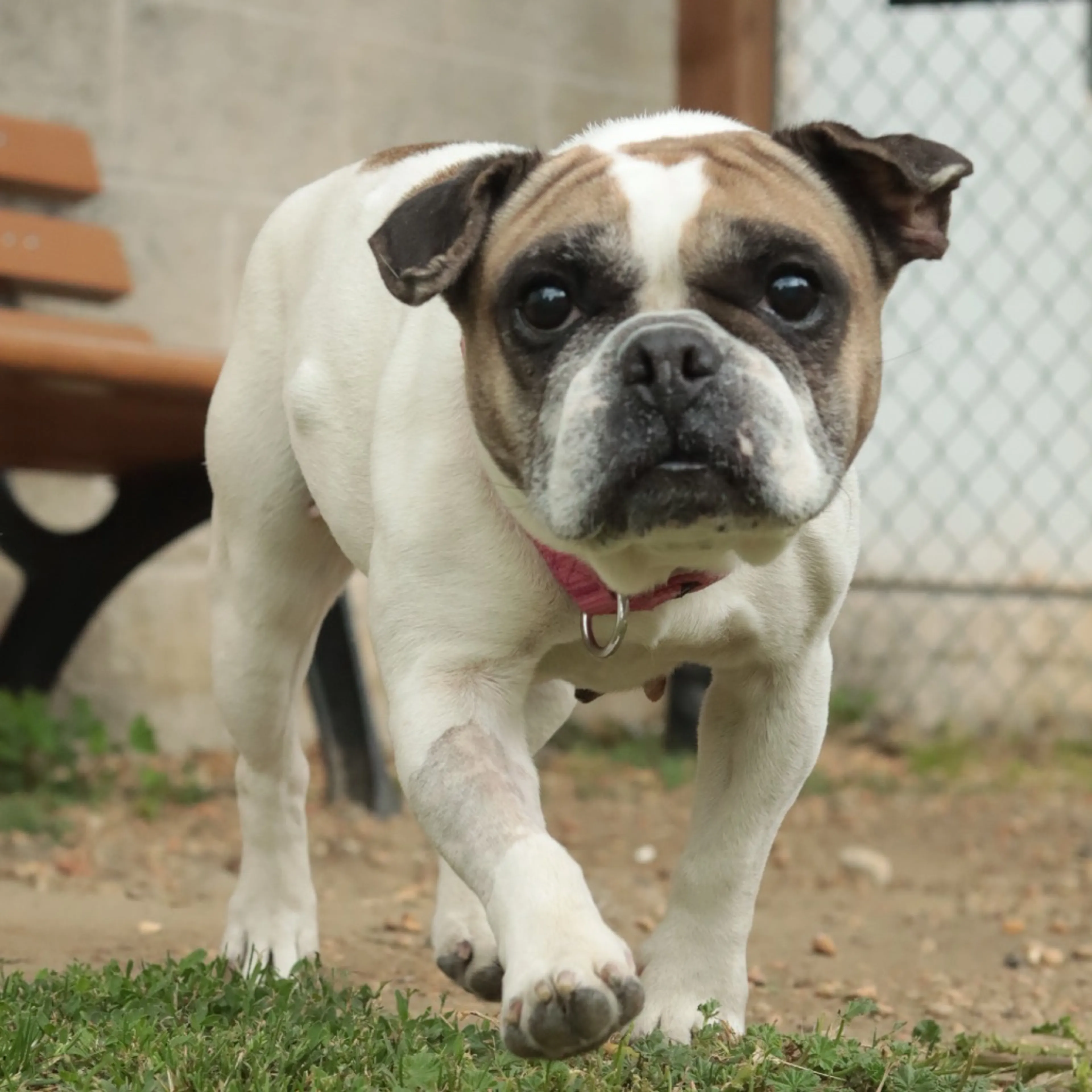 Found pet-25