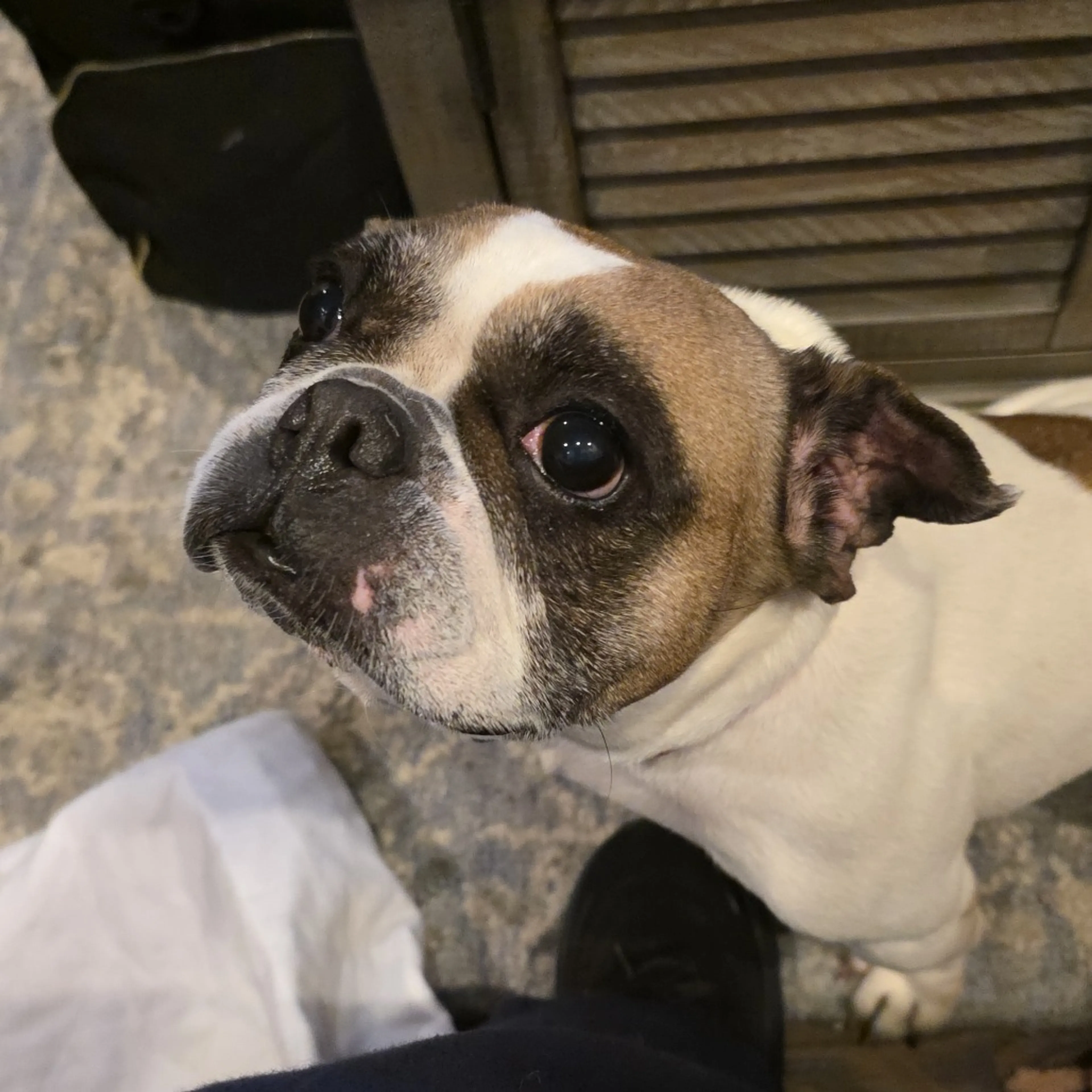 Found pet-13