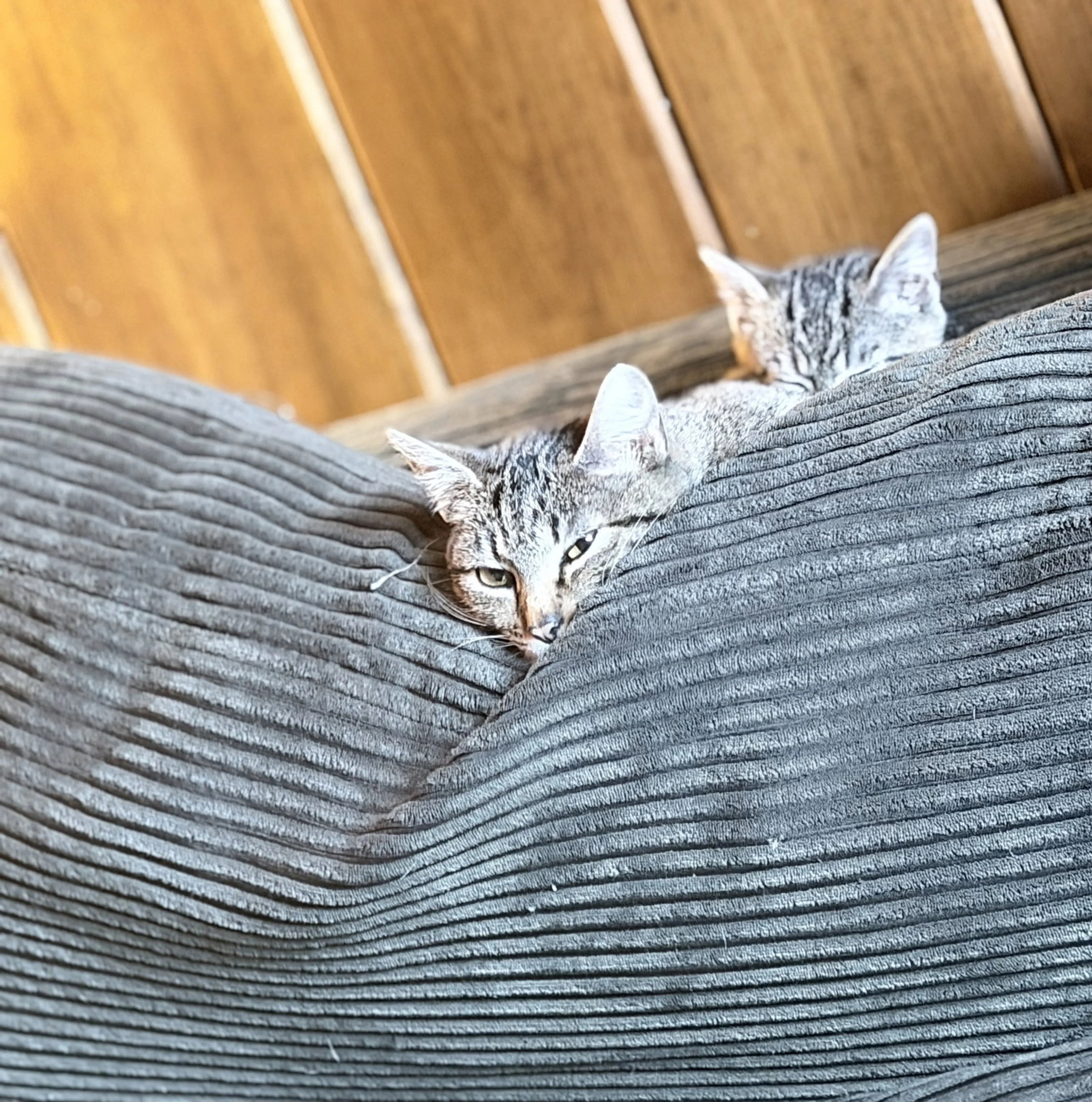 Found pet-1