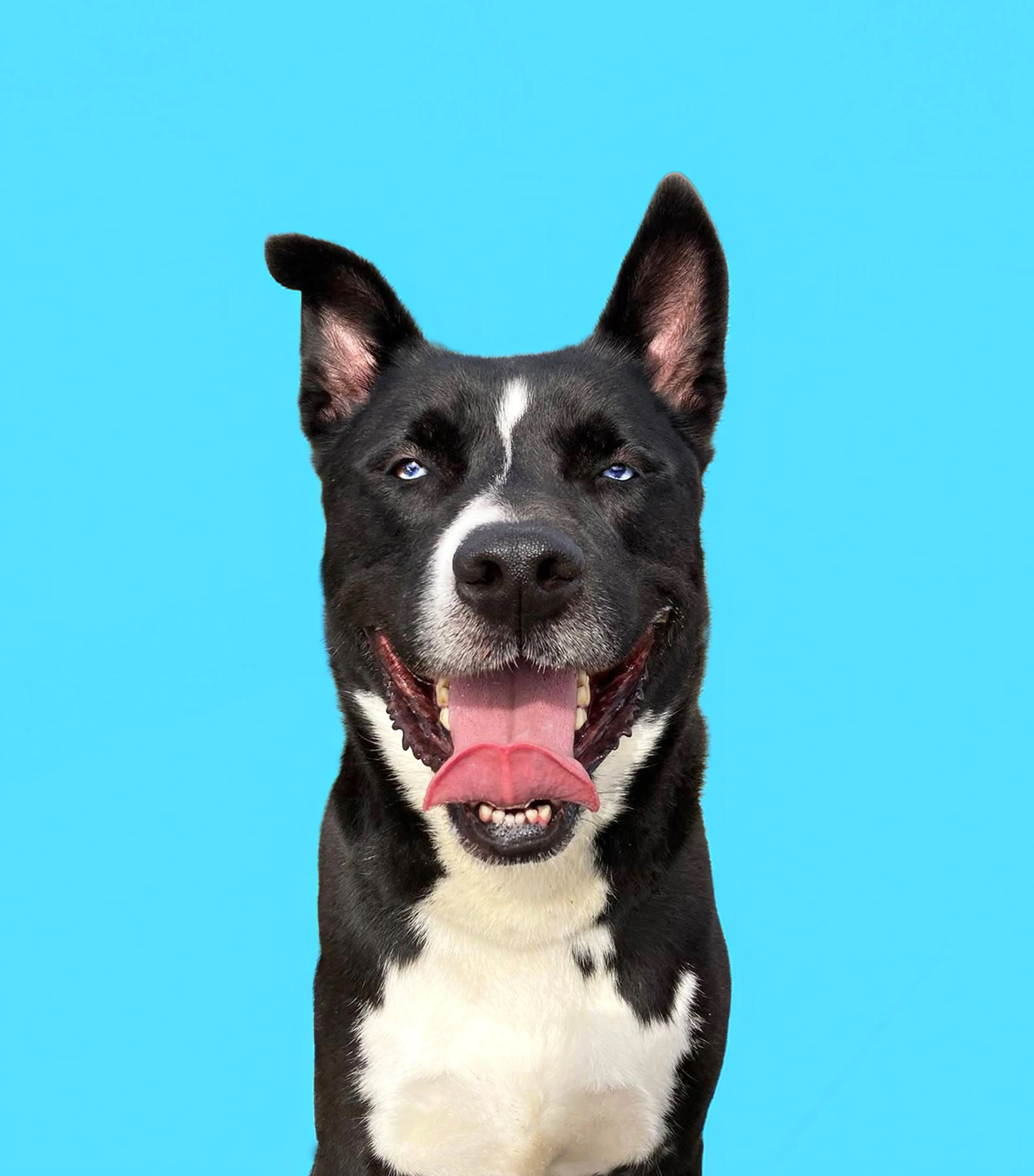 Found pet-1