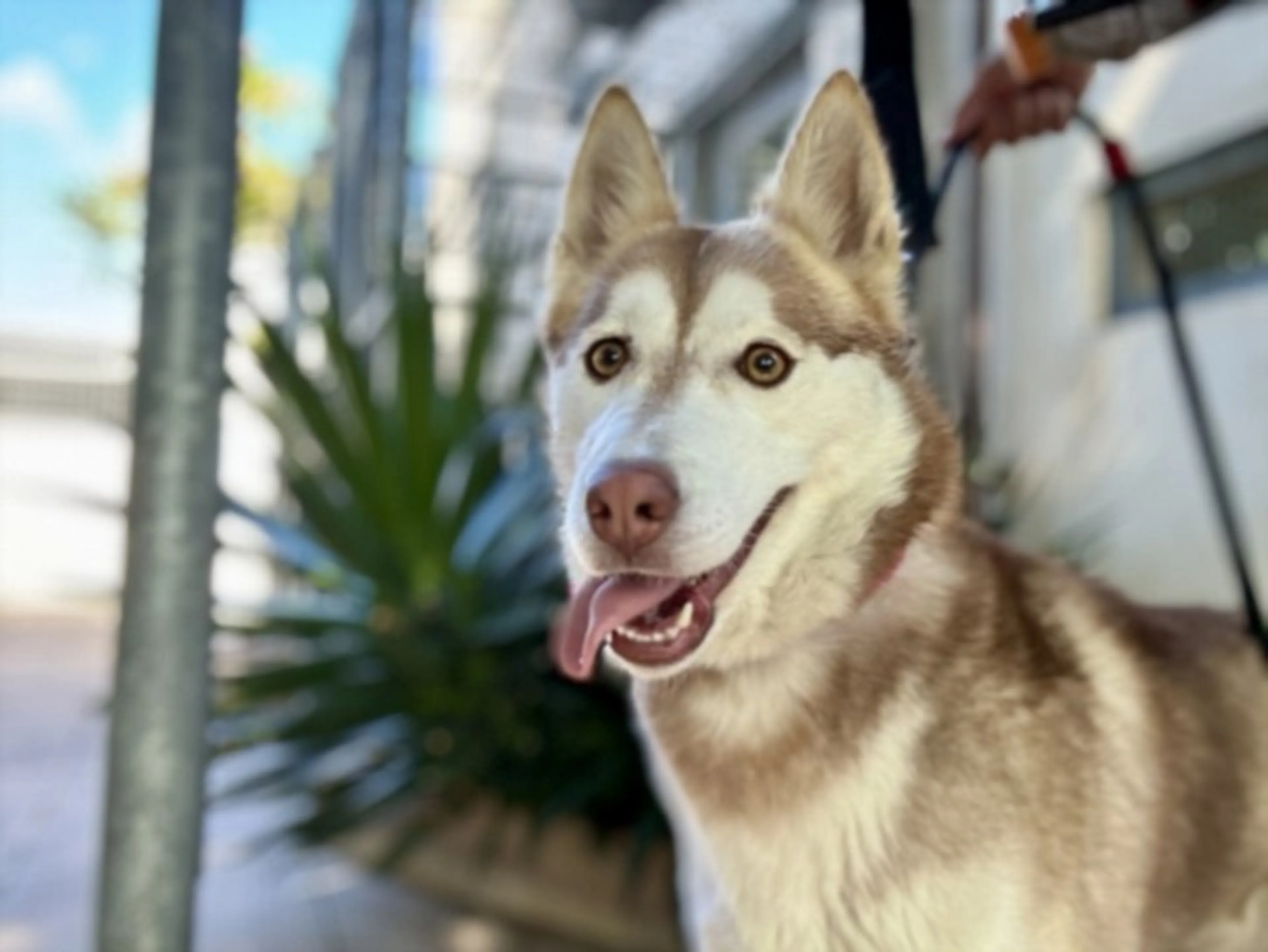 Found pet