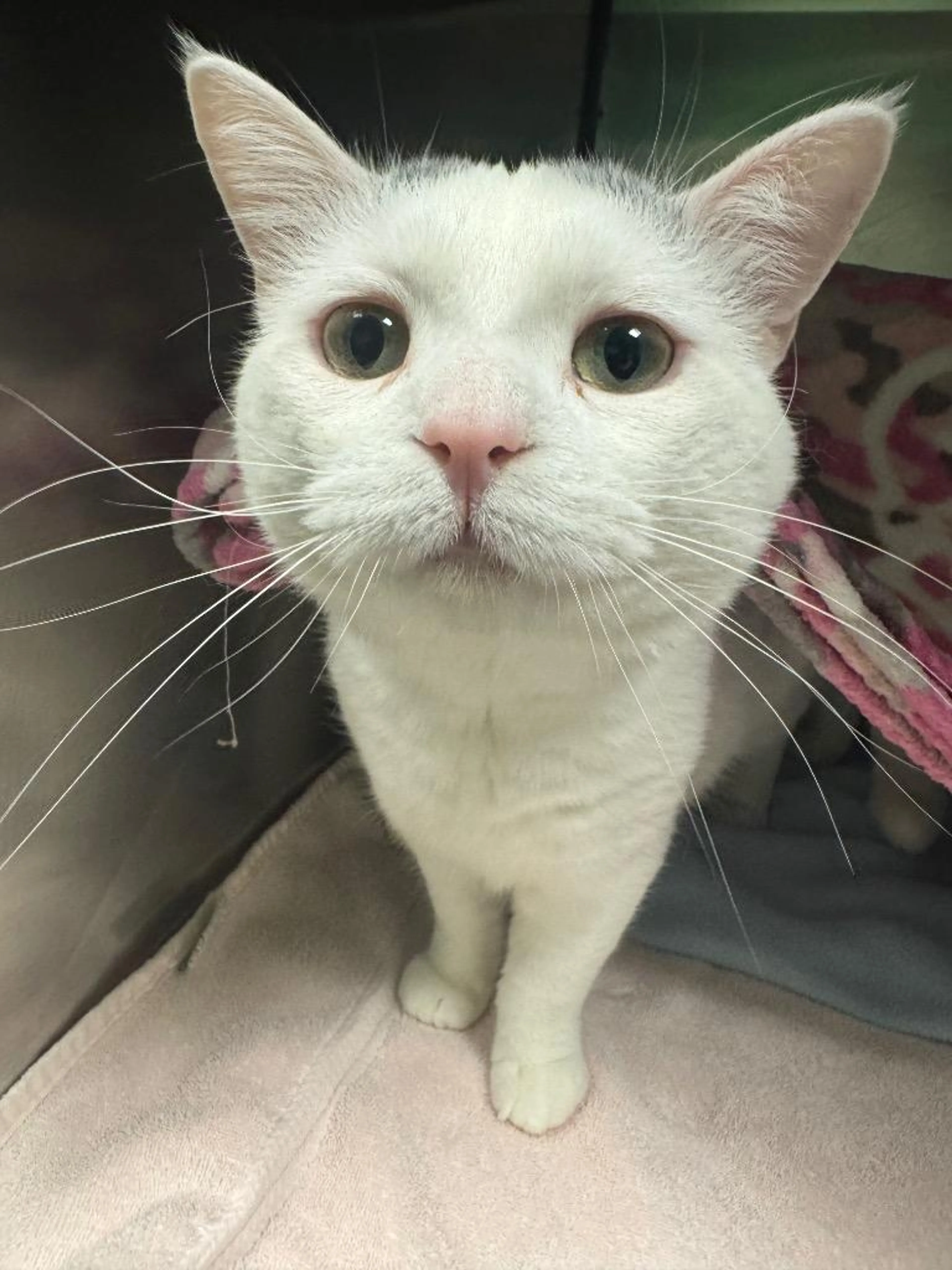 Found pet-0