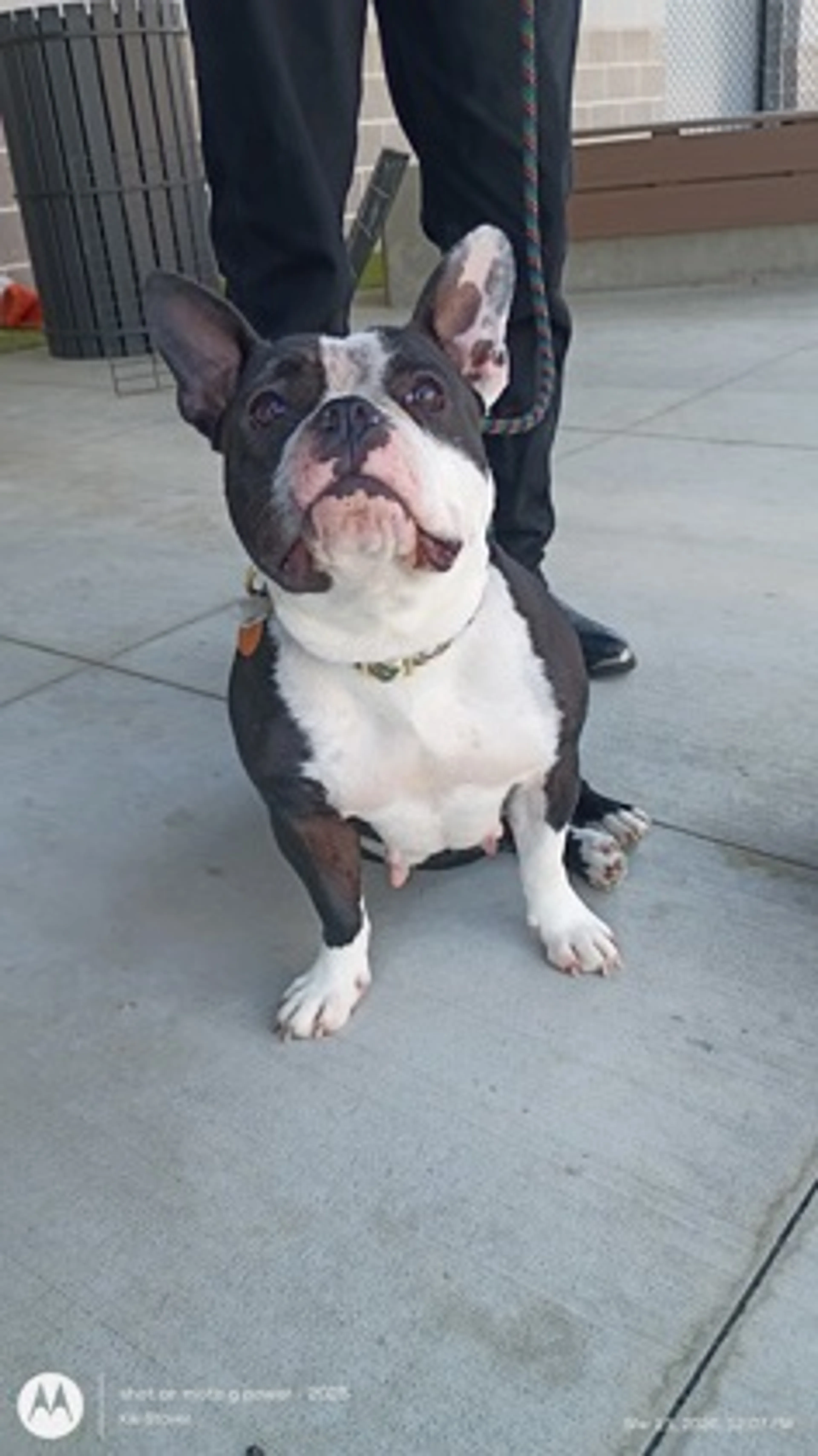 Found pet