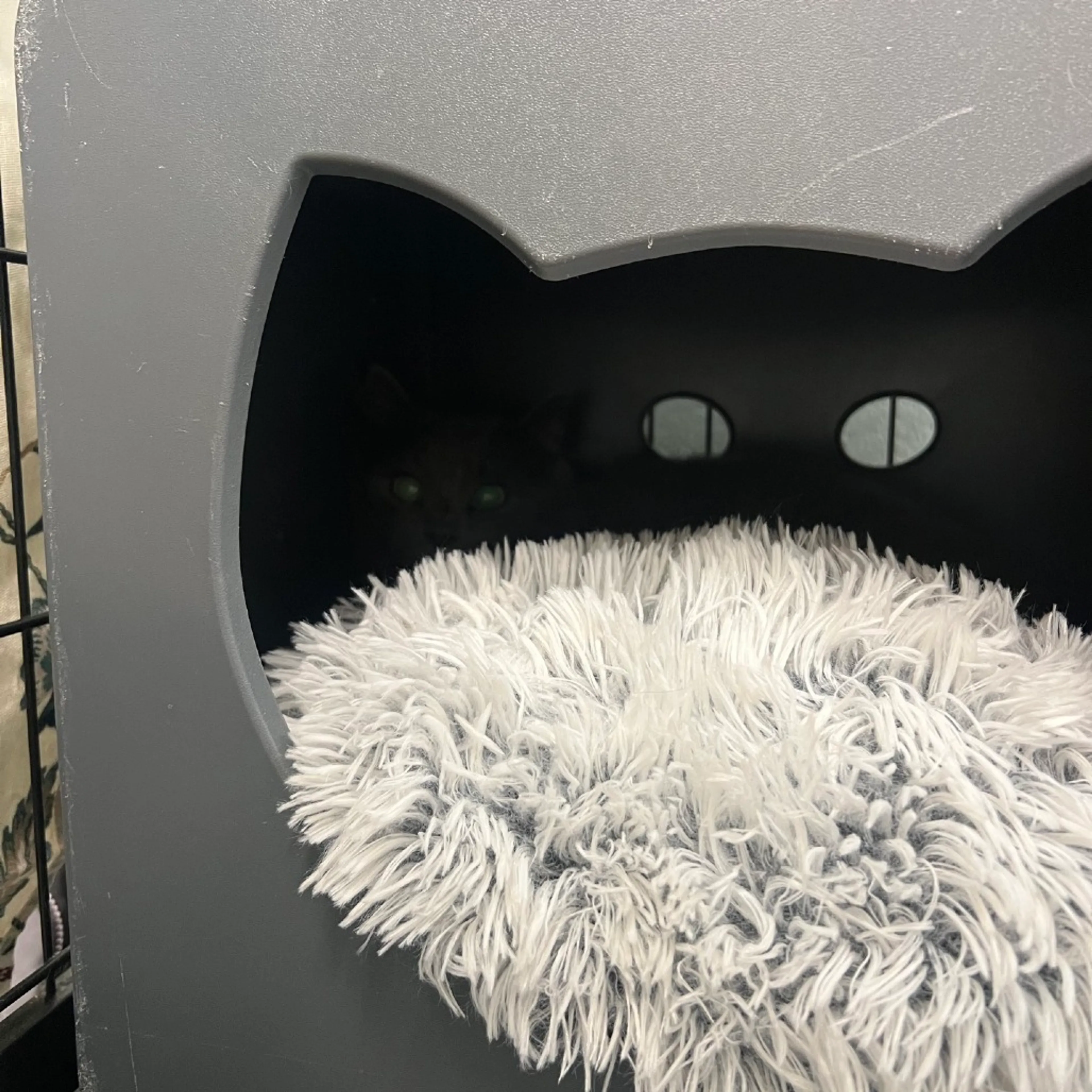 Found pet-1