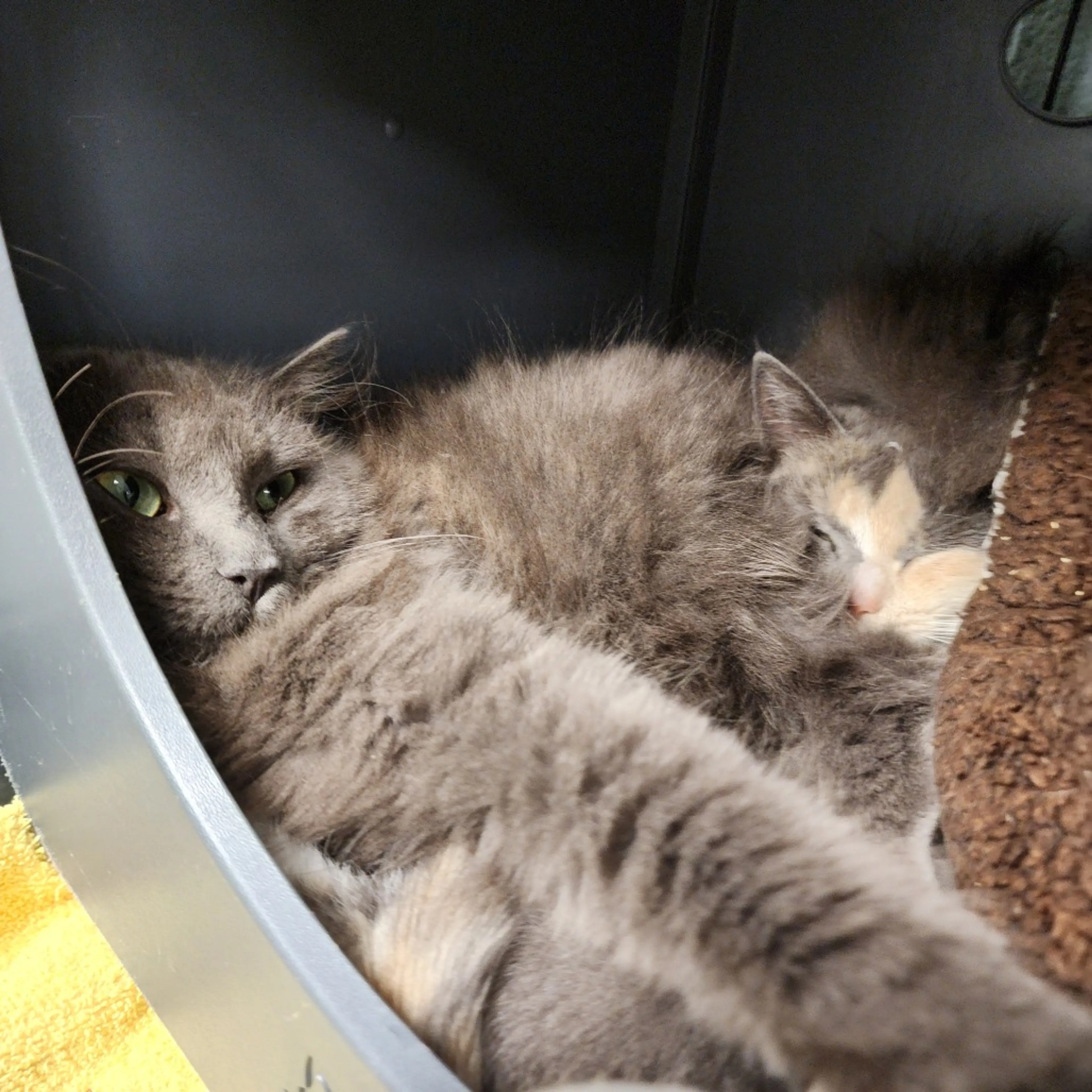 Found pet-2