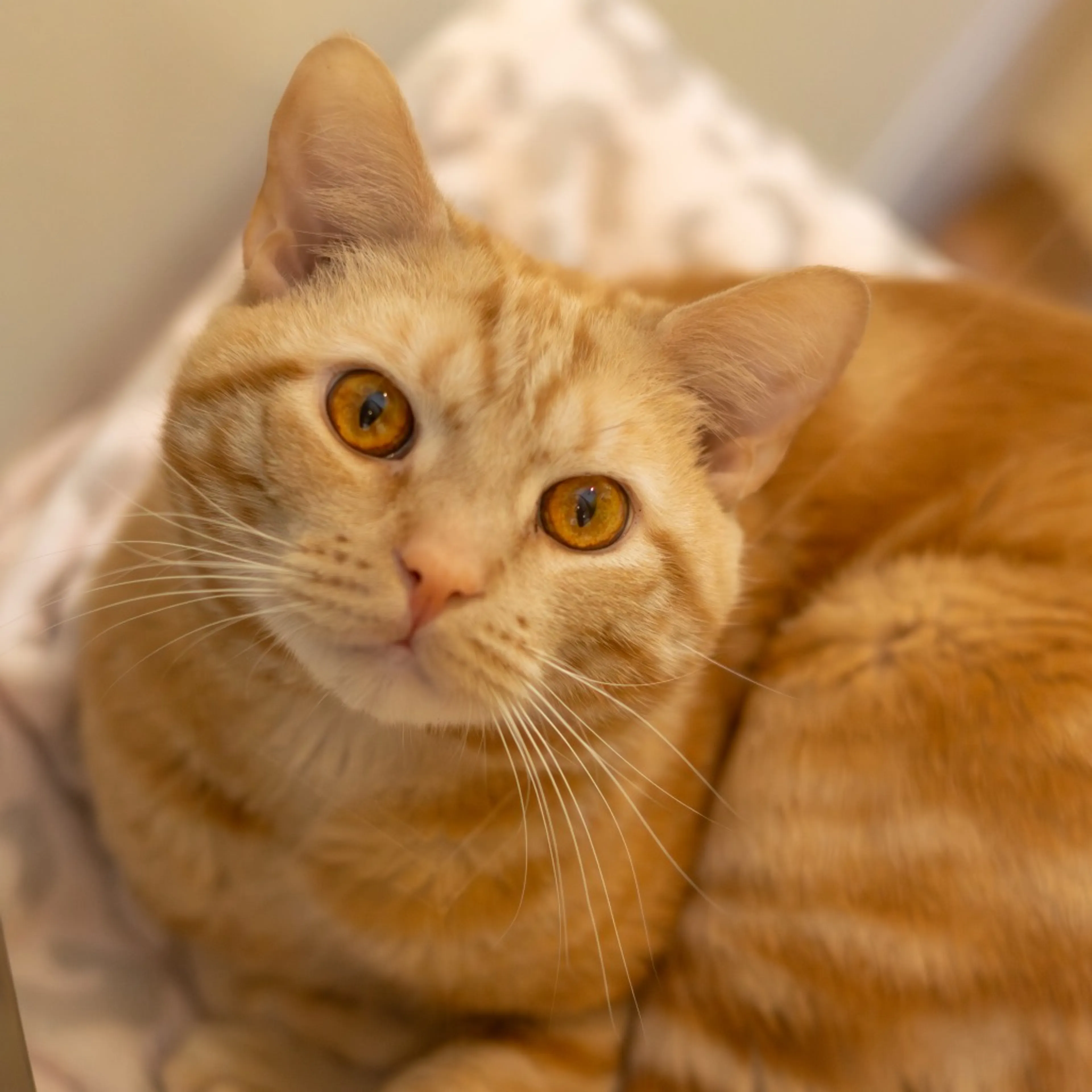 Found pet-3