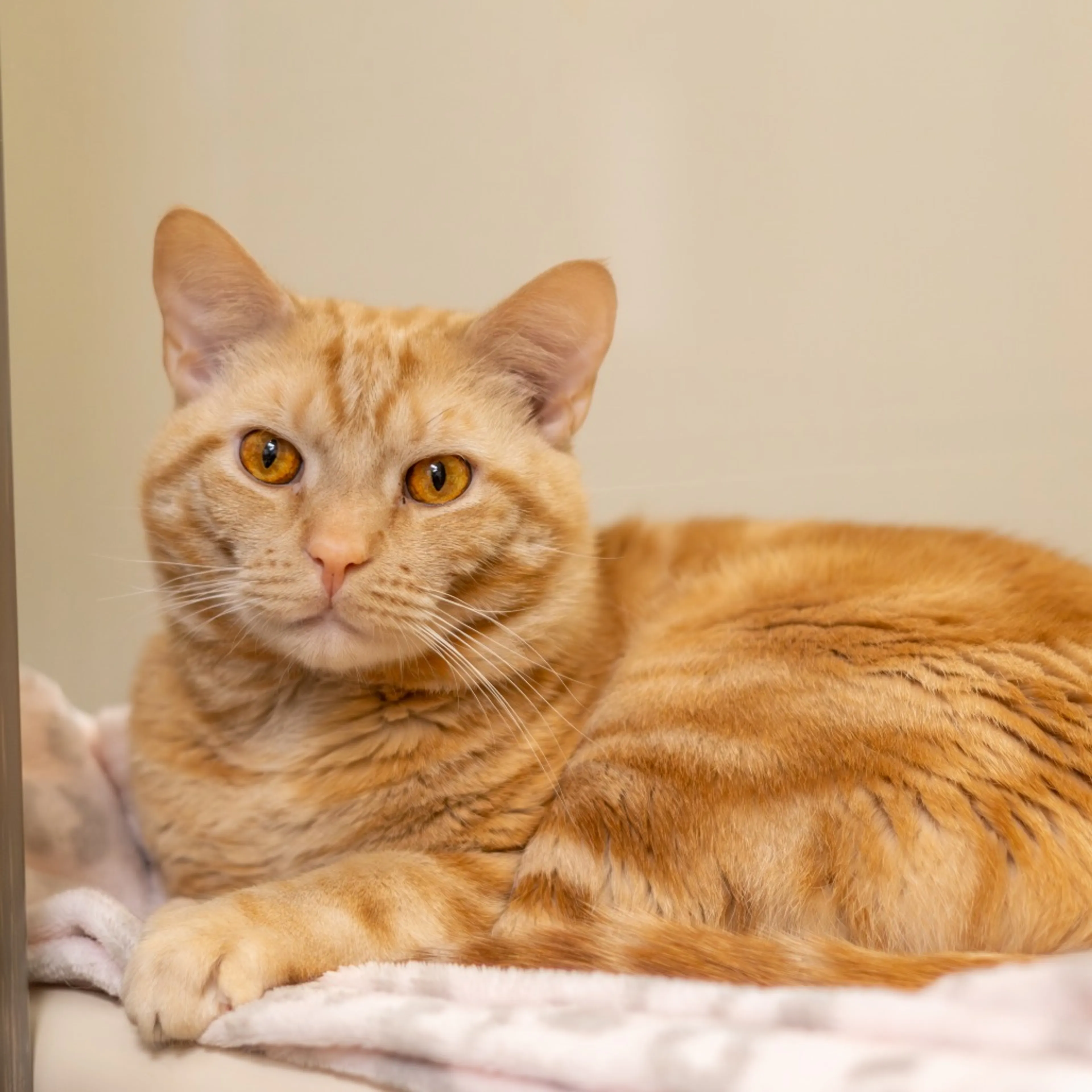 Found pet-5